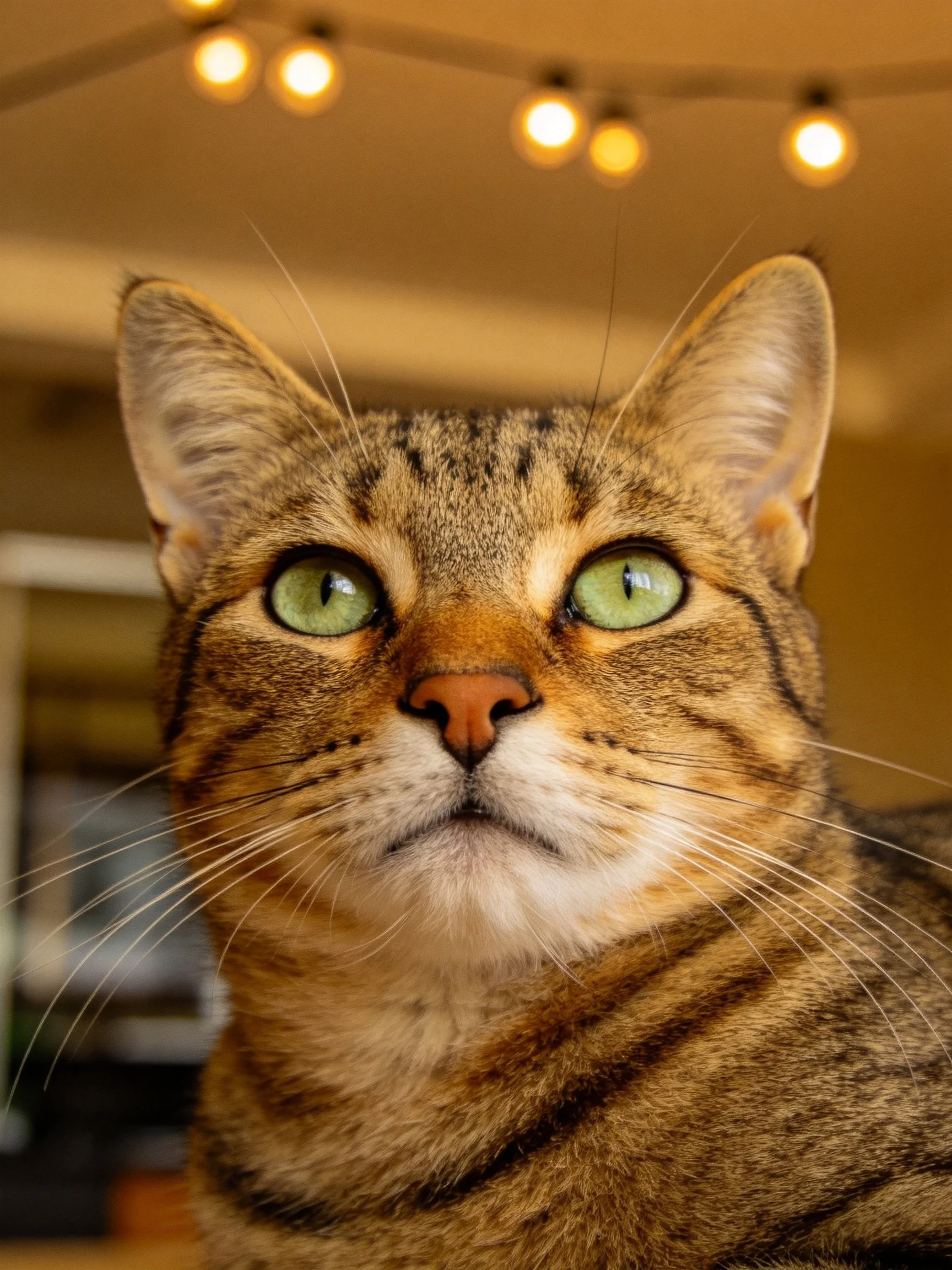 A brown tabby cat with green eyes is photographed near glowing string lights.