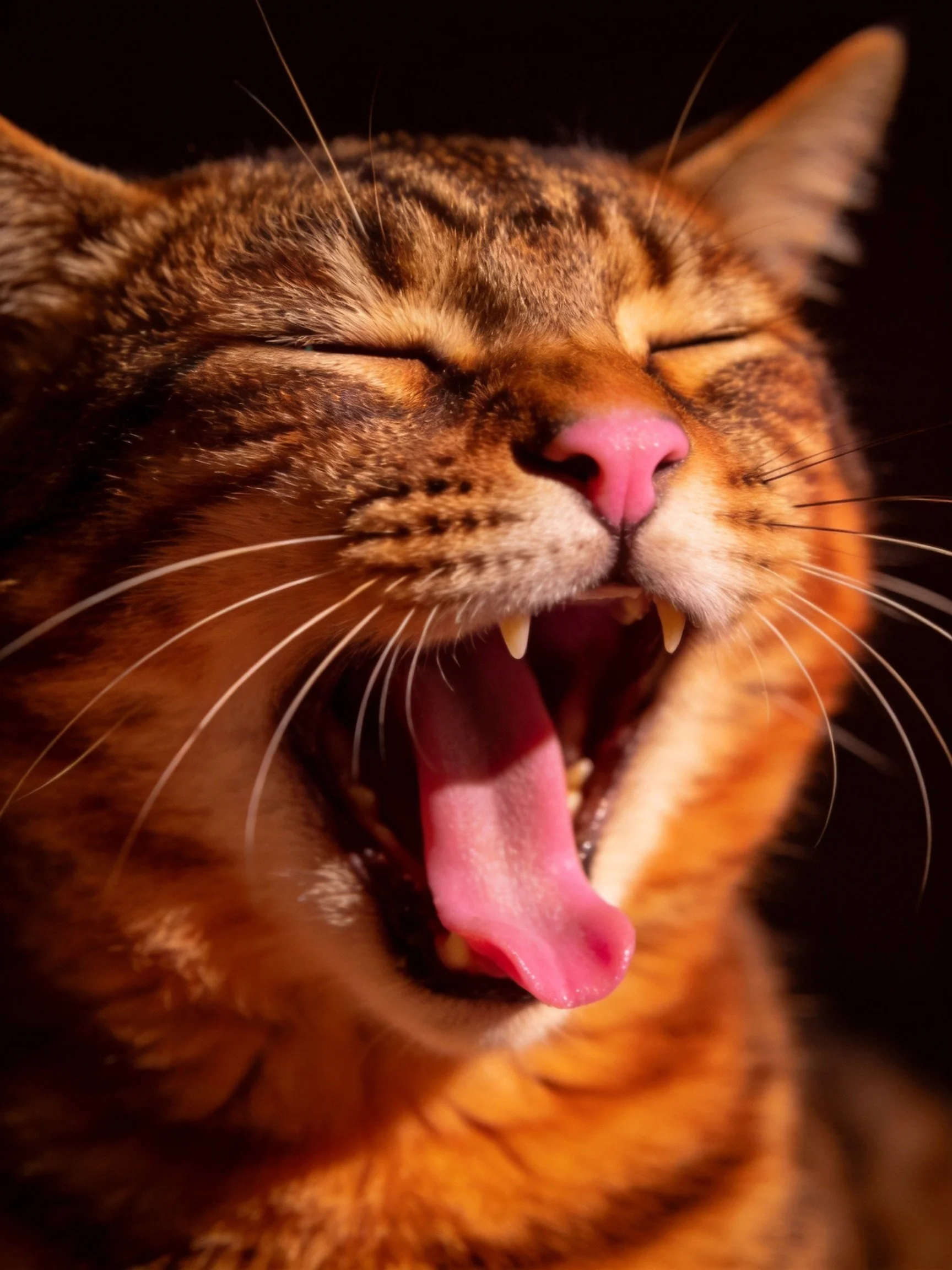 A brown tabby cat yawning widely with closed eyes