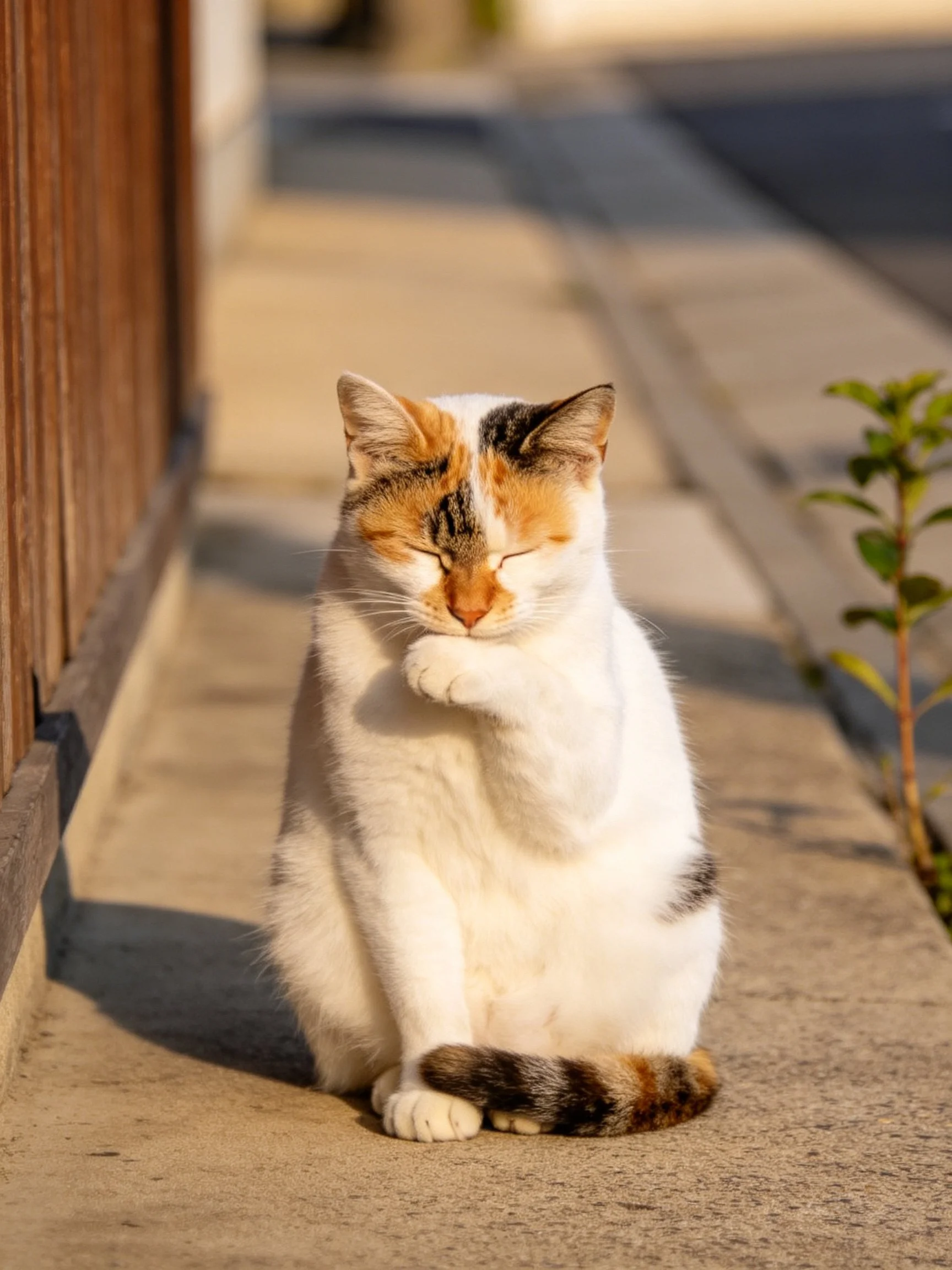 A calico cat grooming itself on a sunlit concrete walkway