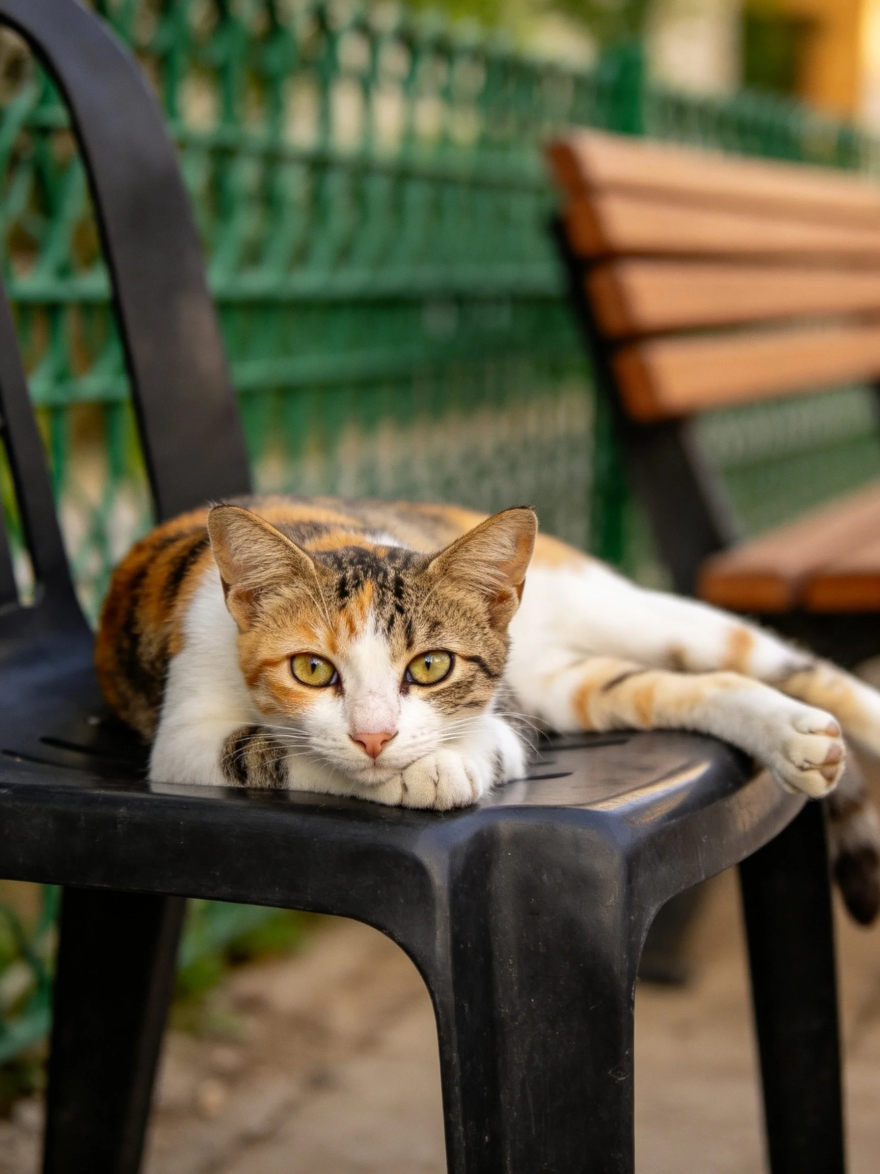 A calico cat lounges on a black plastic chair near a green fence