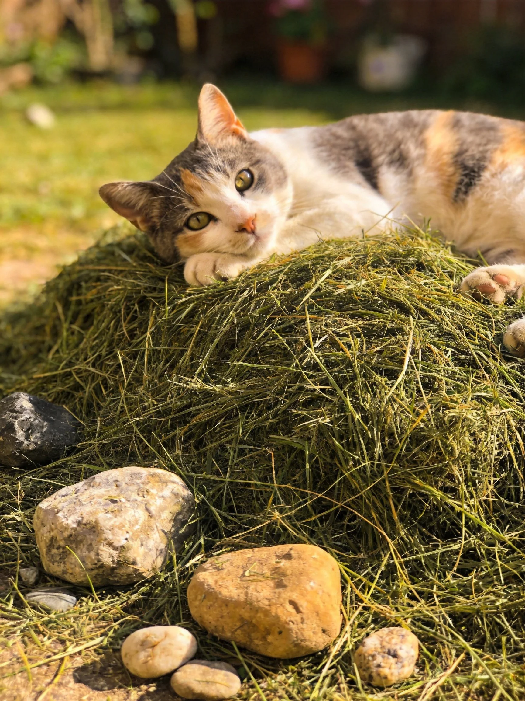 A calico cat lounges on a mound of green grass beside assorted stones.