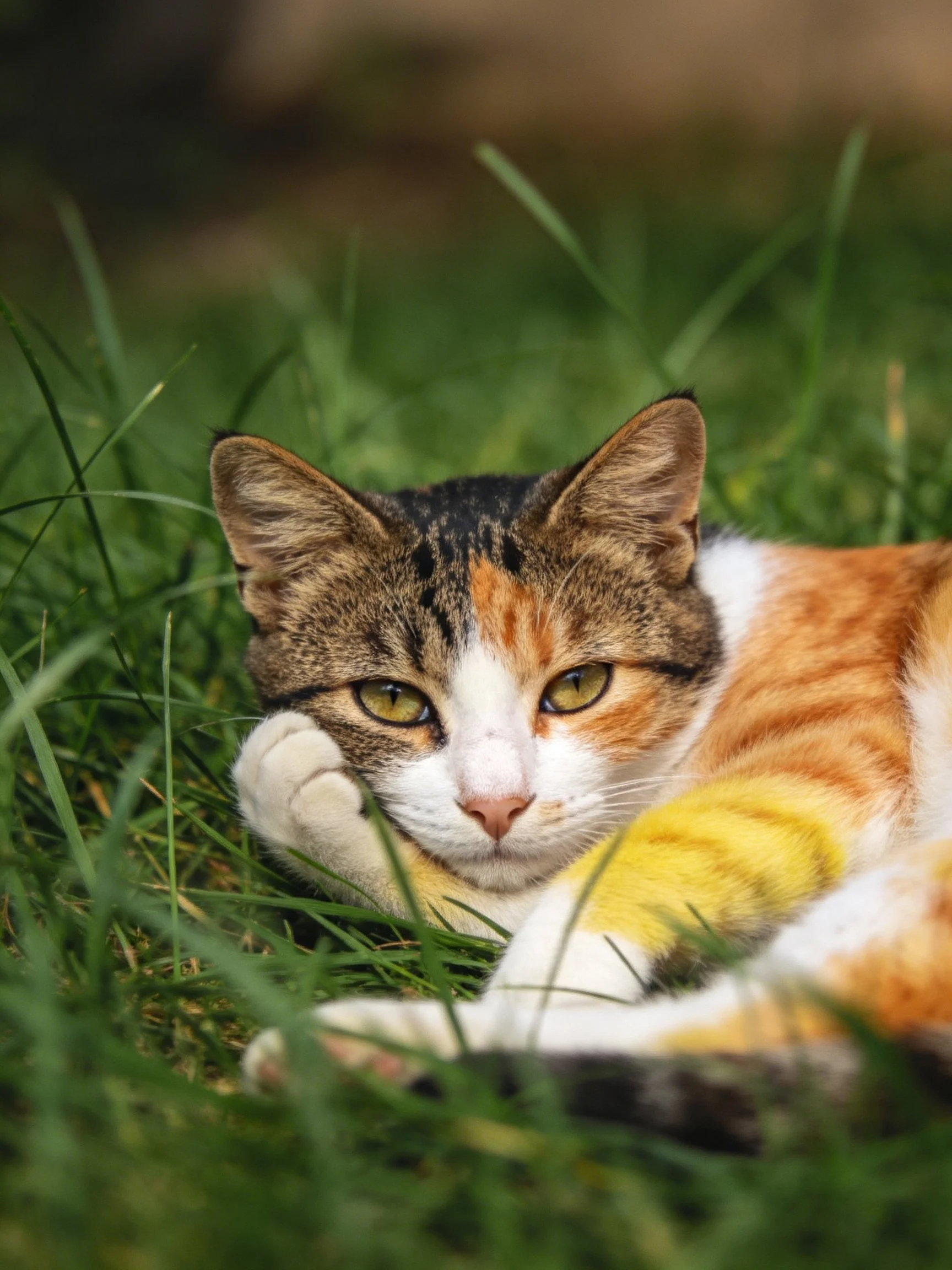 A calico cat lounging in tall green grass