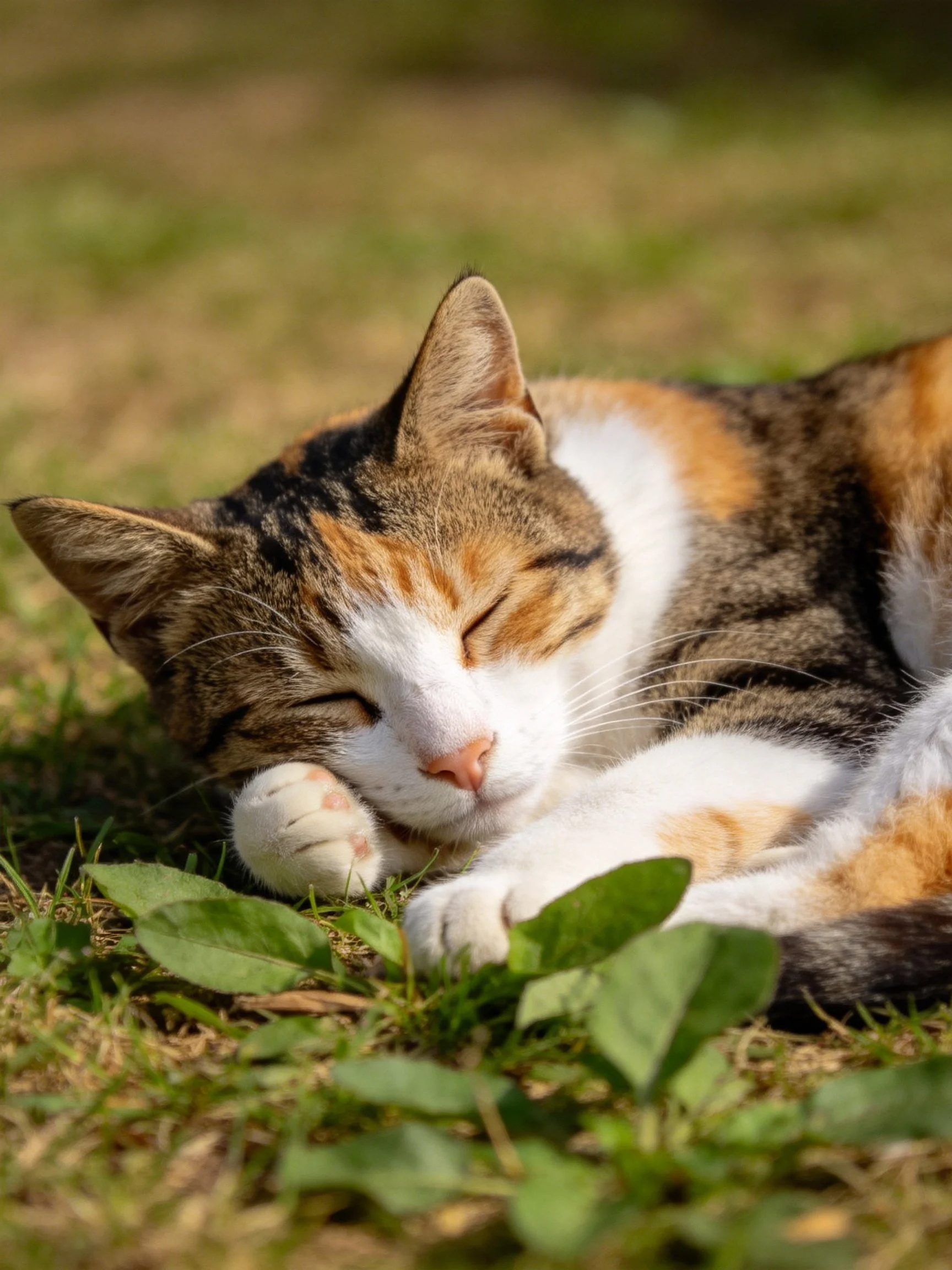A calico cat napping peacefully on green grass