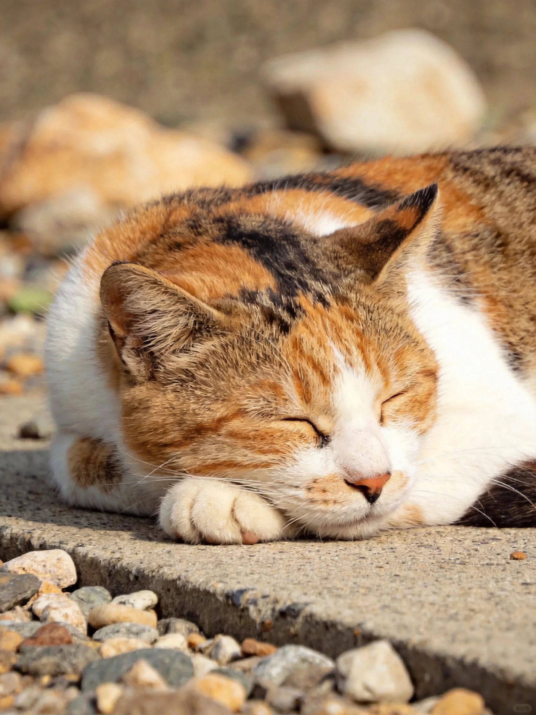 A calico cat resting peacefully on a stone path