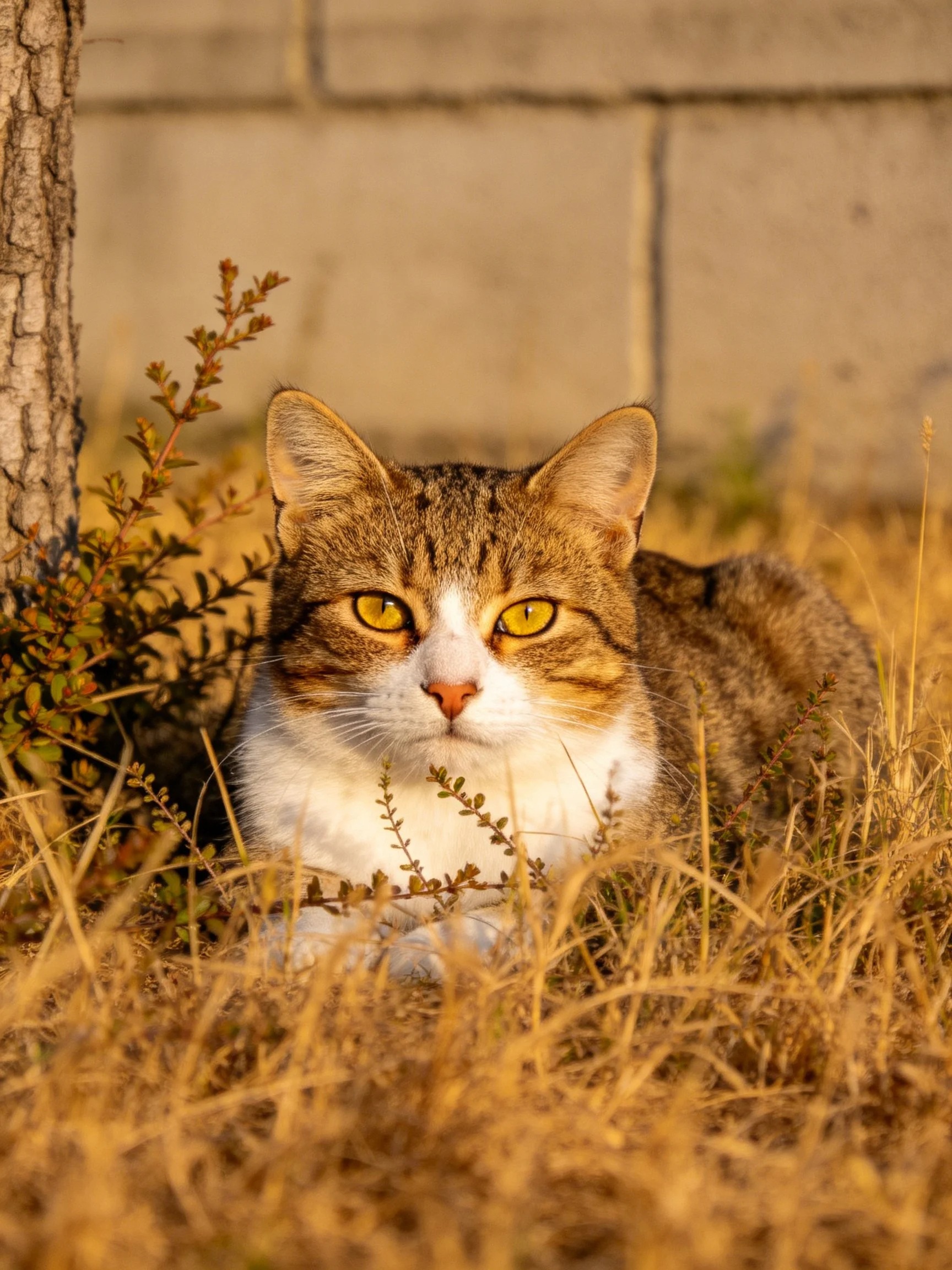 A calico cat rests in golden grass near a tree and stone wall