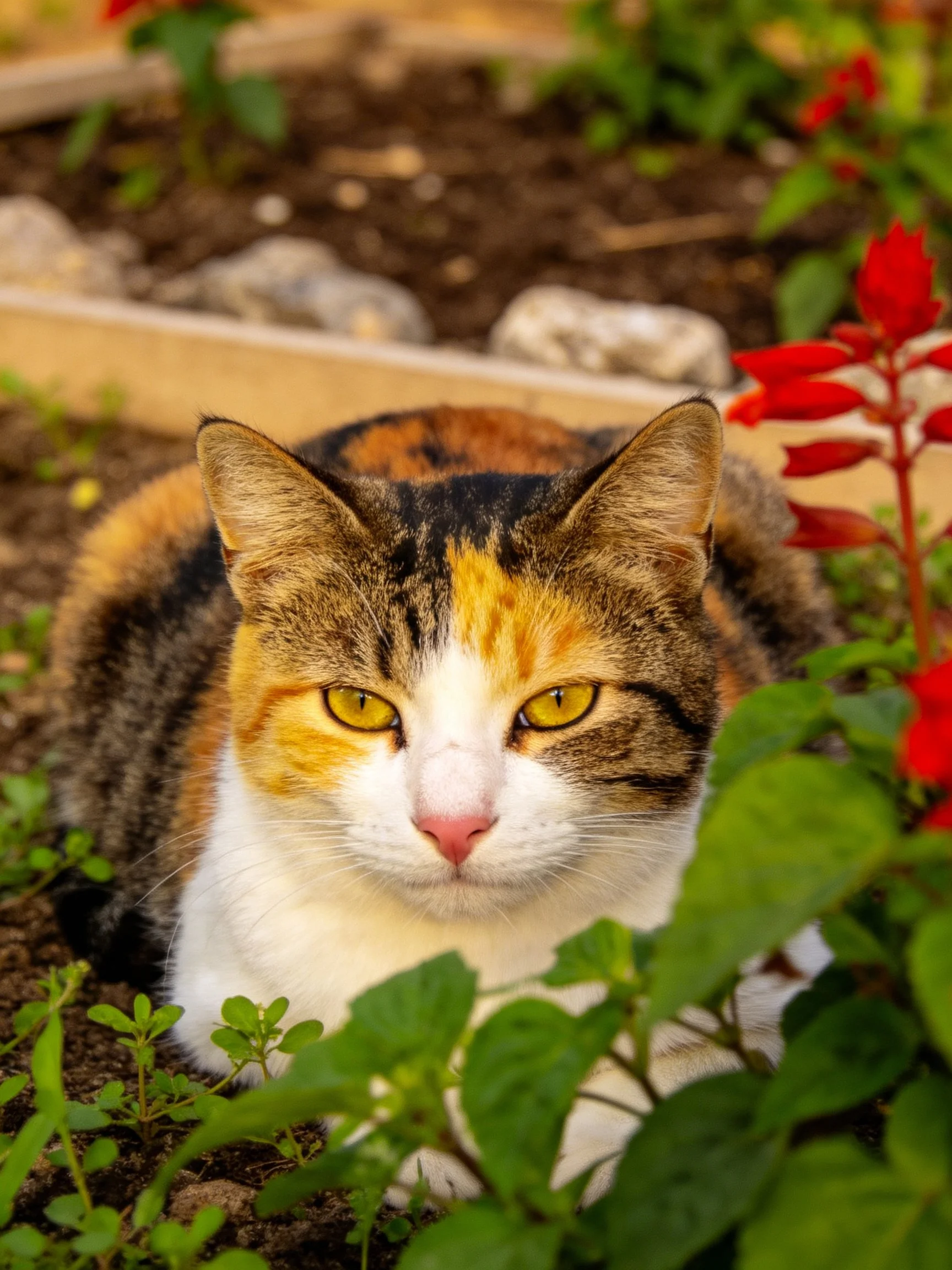 A calico cat sits calmly among plants and flowers in an outdoor space.