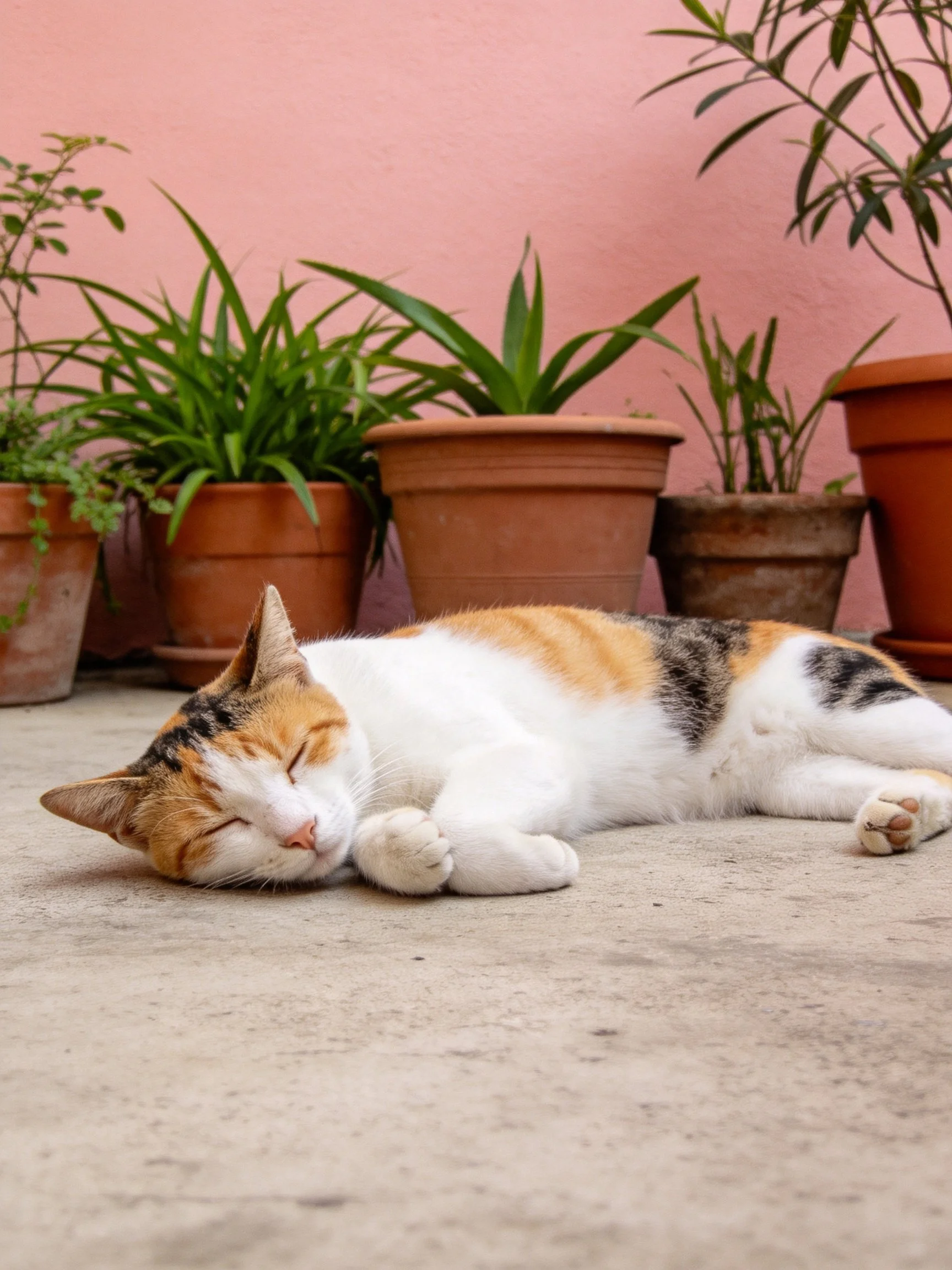 A calico cat rests near terracotta pots by a pink wall