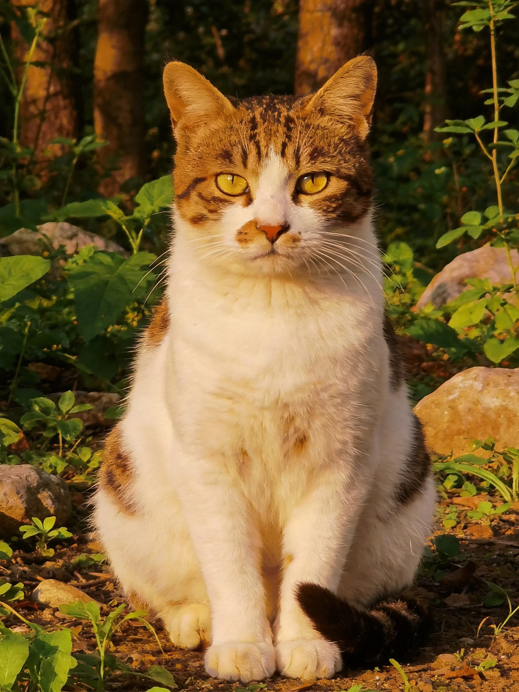 A calico cat sits calmly among green foliage and rocks