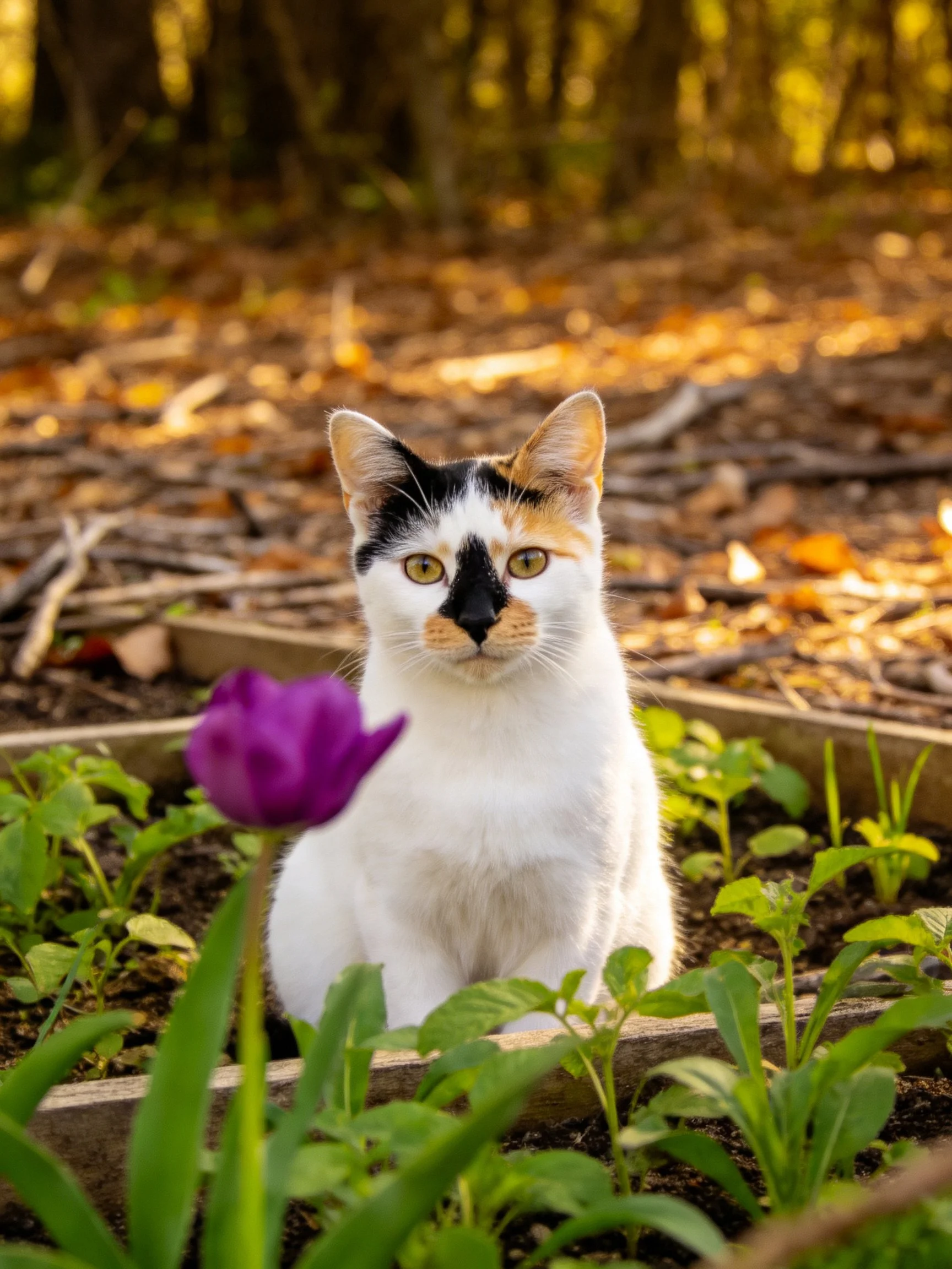 A calico cat sits near a purple flower in a sunlit garden.