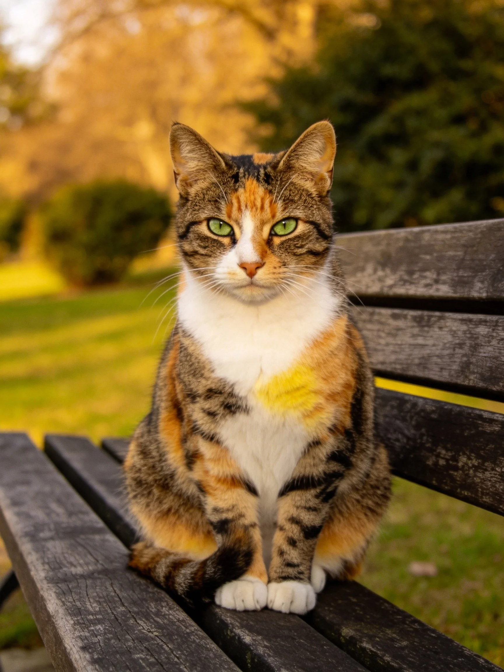 A calico cat sits on a weathered wooden bench in a sunlit park