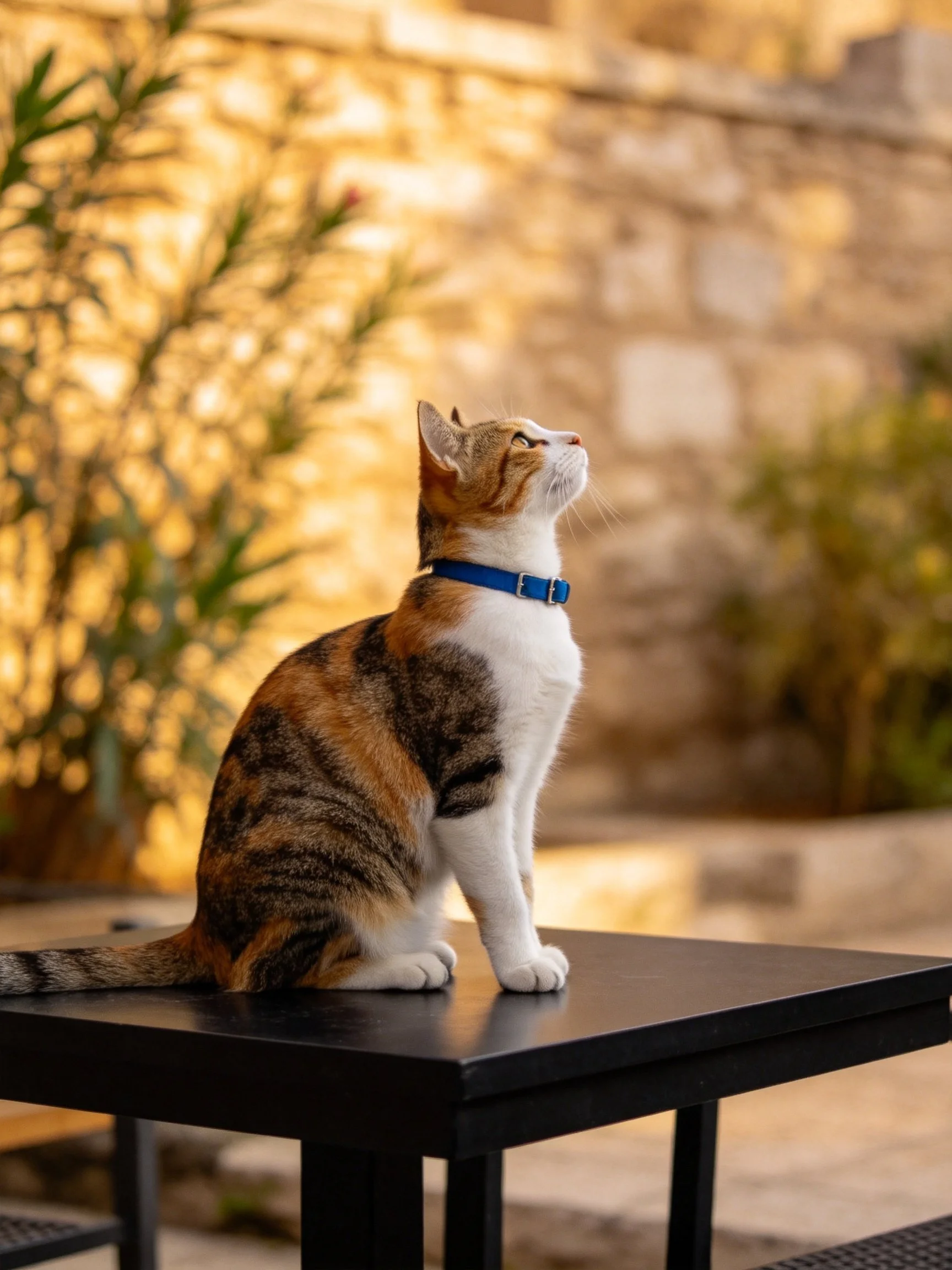 A calico cat with a blue collar sits on a black table outdoors