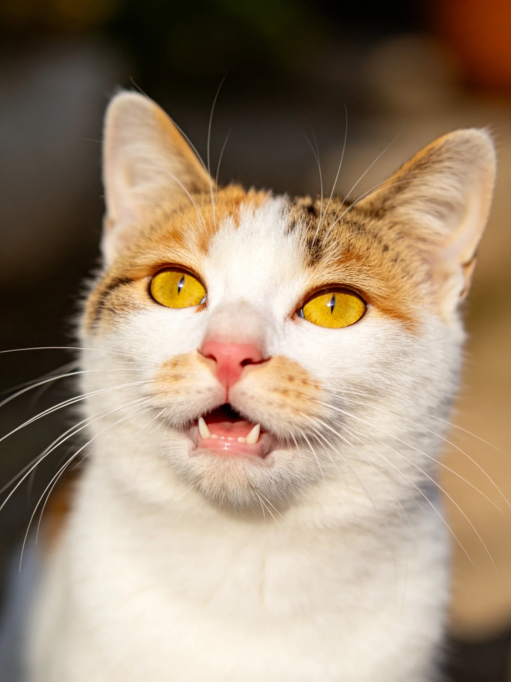 A calico cat with yellow eyes displays its teeth in a close-up photograph.
