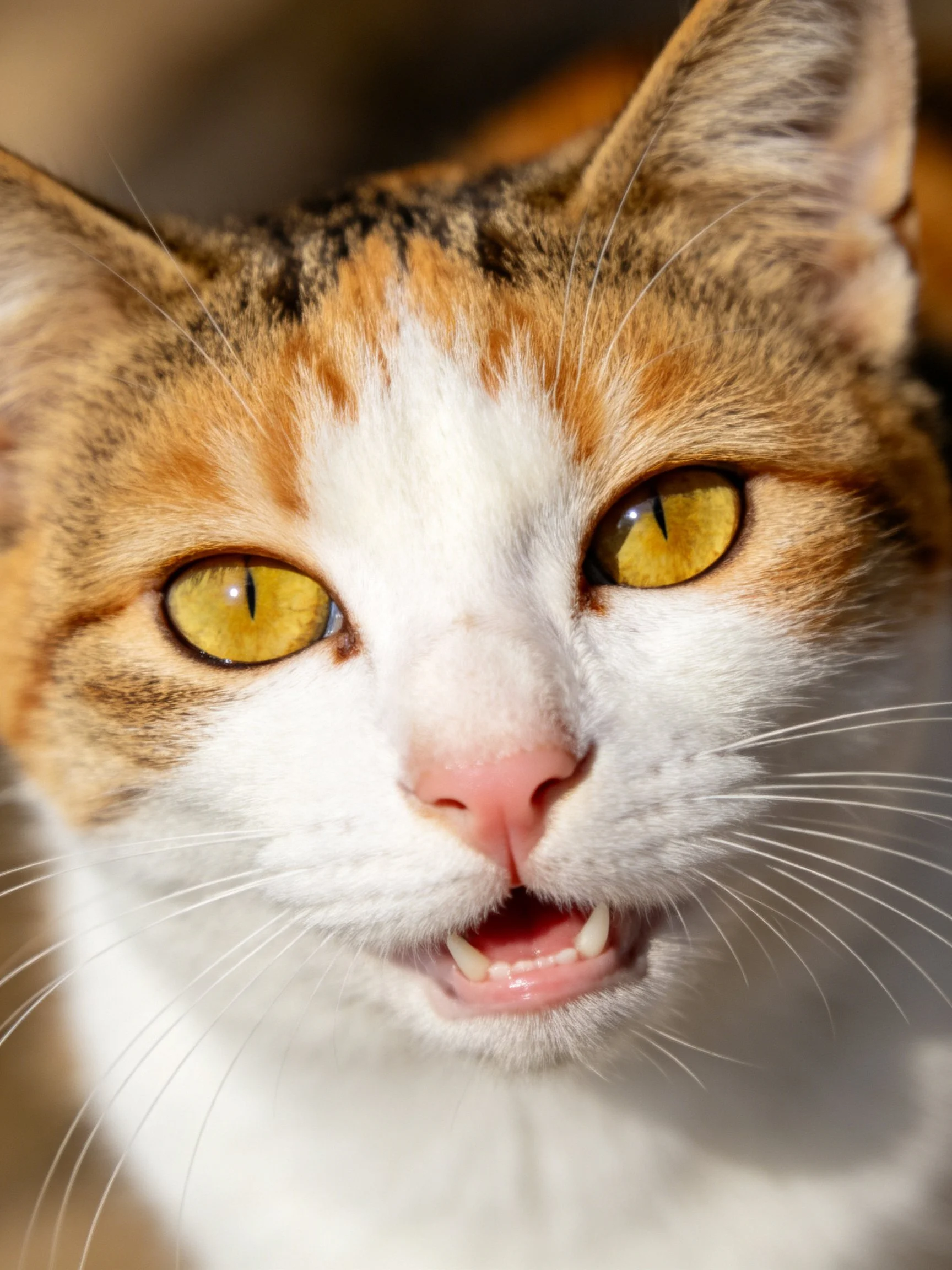 A calico cat with bright yellow eyes and pink nose is shown up close in a detailed portrait.