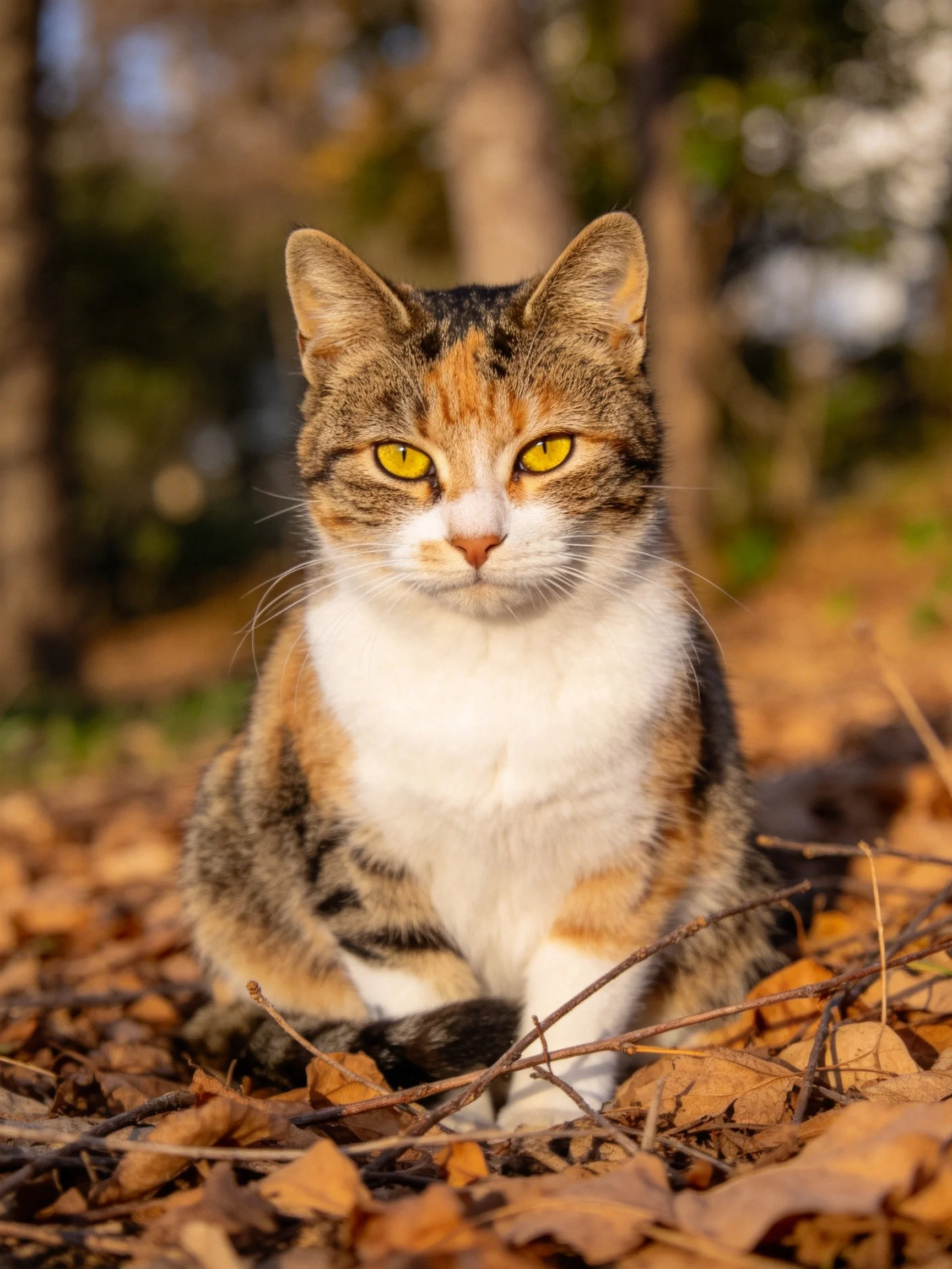 A calico cat with bright yellow eyes sits calmly among fallen autumn leaves in an outdoor setting.