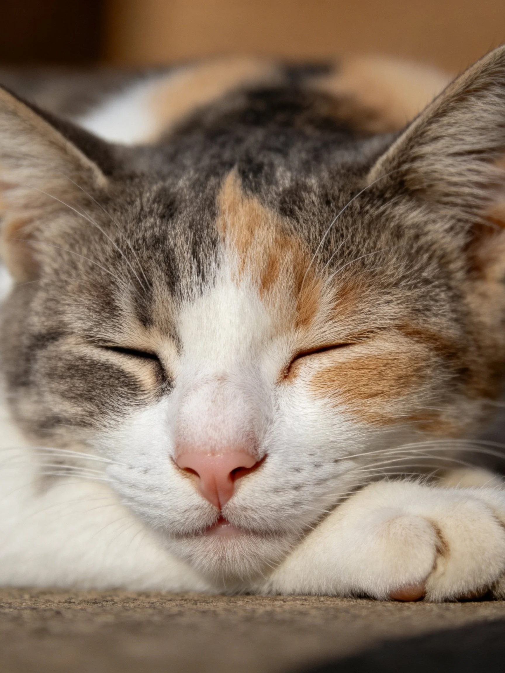 A calico cat with closed eyes rests quietly in a cozy setting.