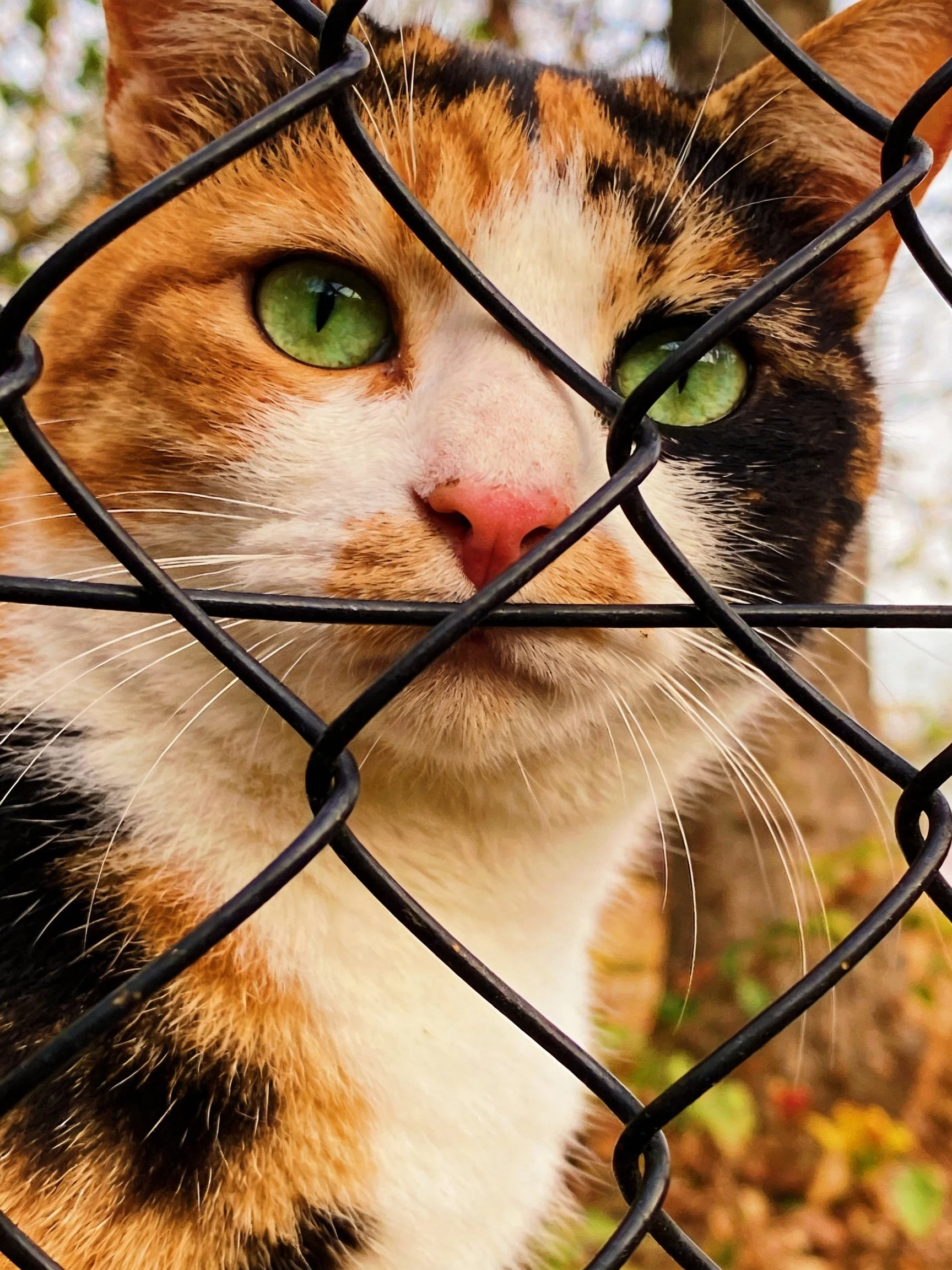A calico cat with green eyes behind a black chain-link fence