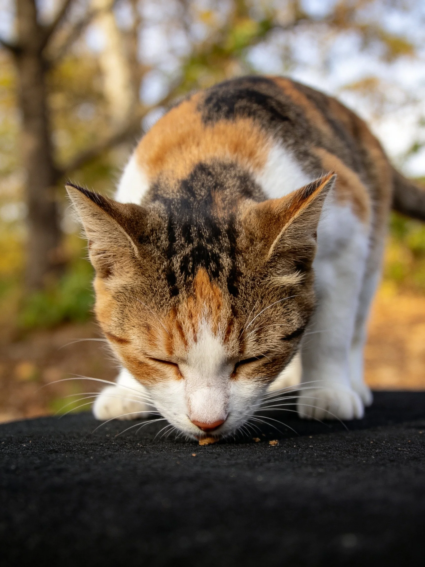 A calico cat with orange, black, and white fur eats on a dark surface in a natural setting.