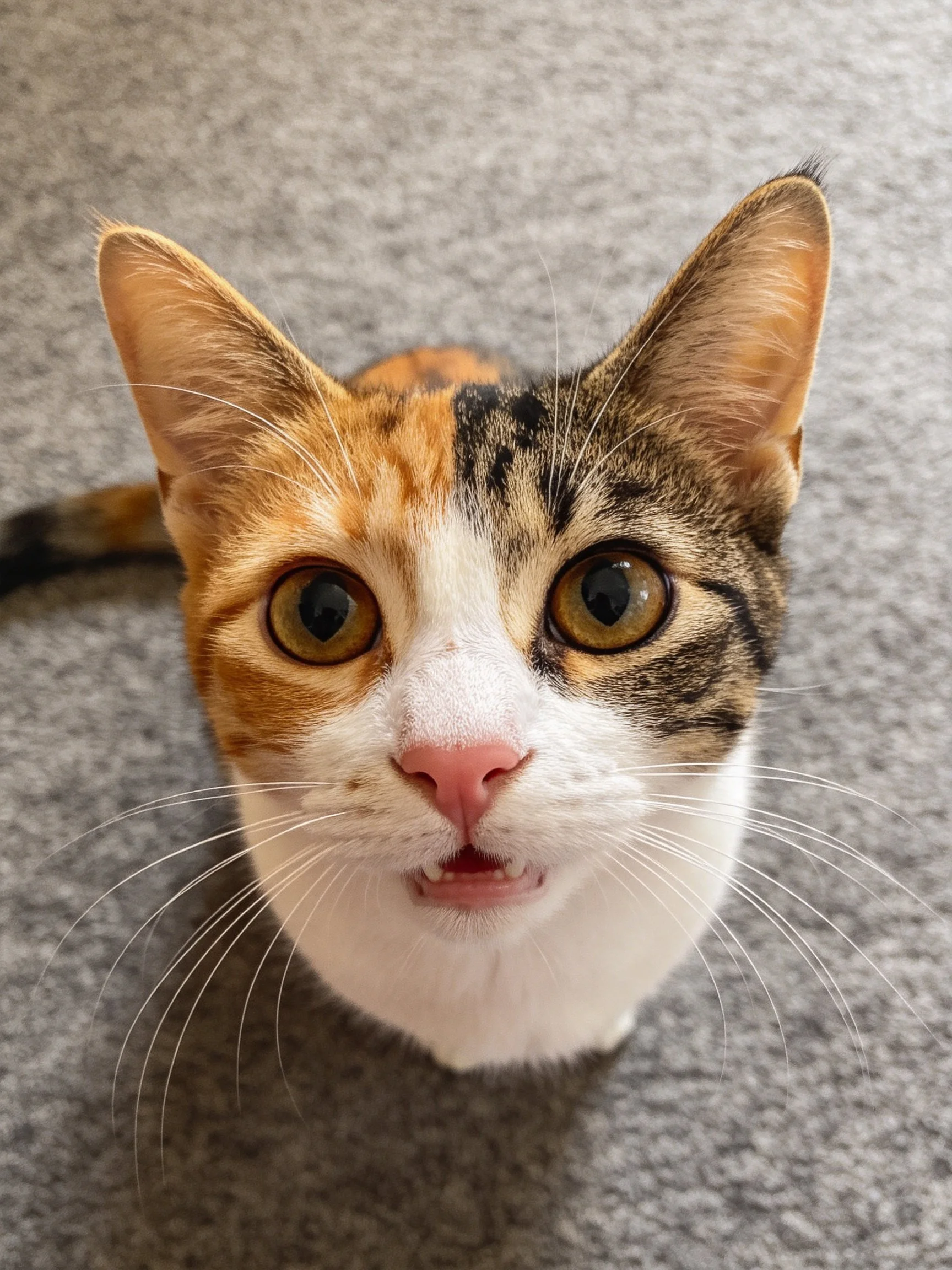 A calico cat with large eyes sits on a textured gray carpet.