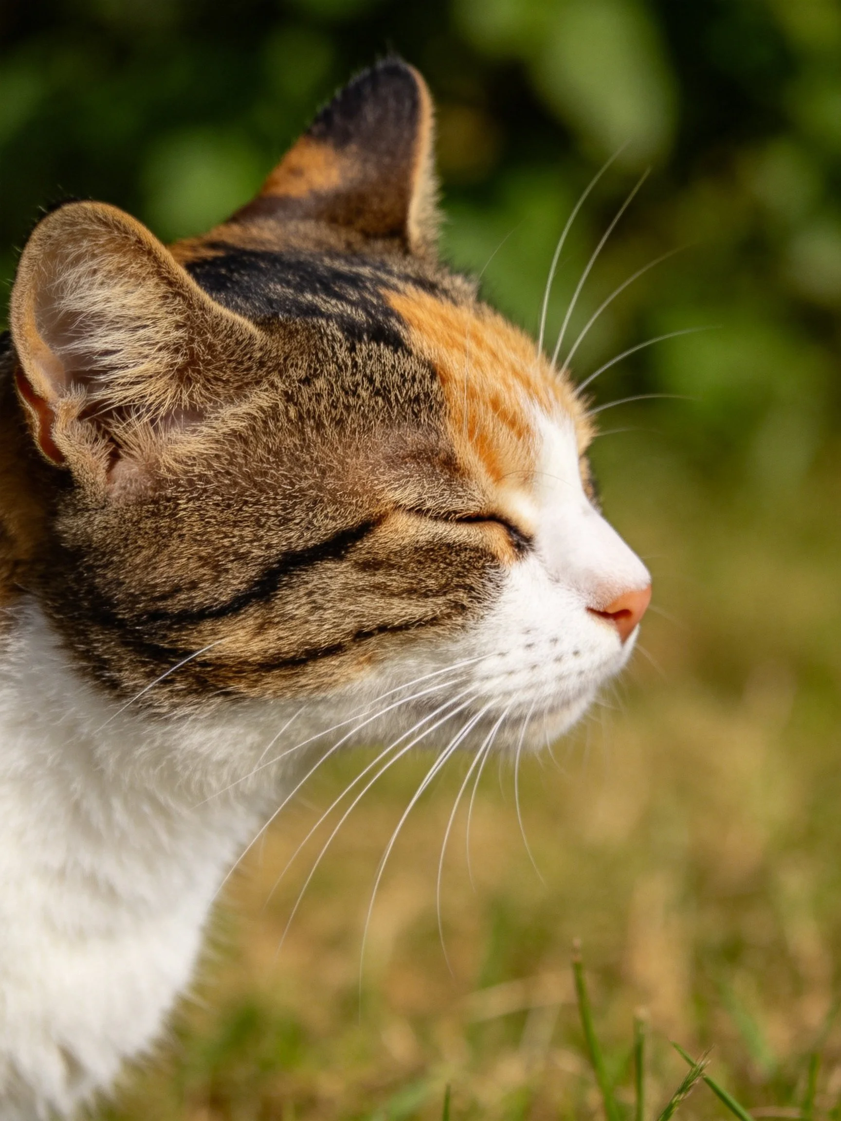 A calico cat with closed eyes enjoys a peaceful moment outside