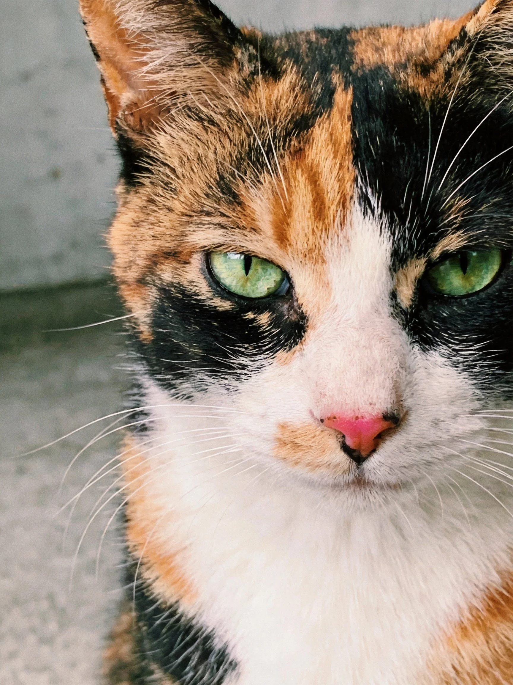 A close - up reveals a calico cat’s distinctive fur pattern and green eyes.