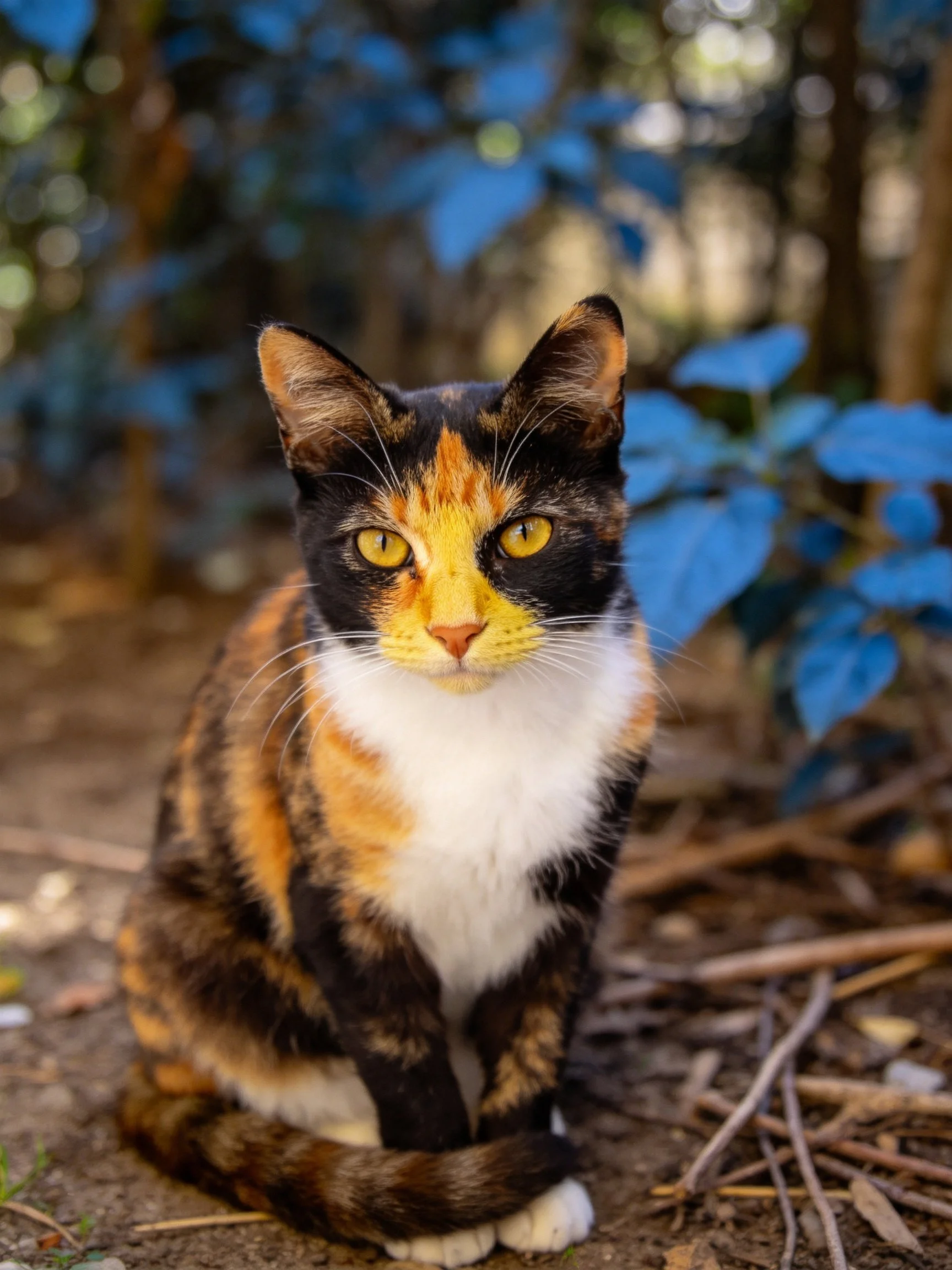 A calico cat with yellow eyes sits near blue foliage in natural light