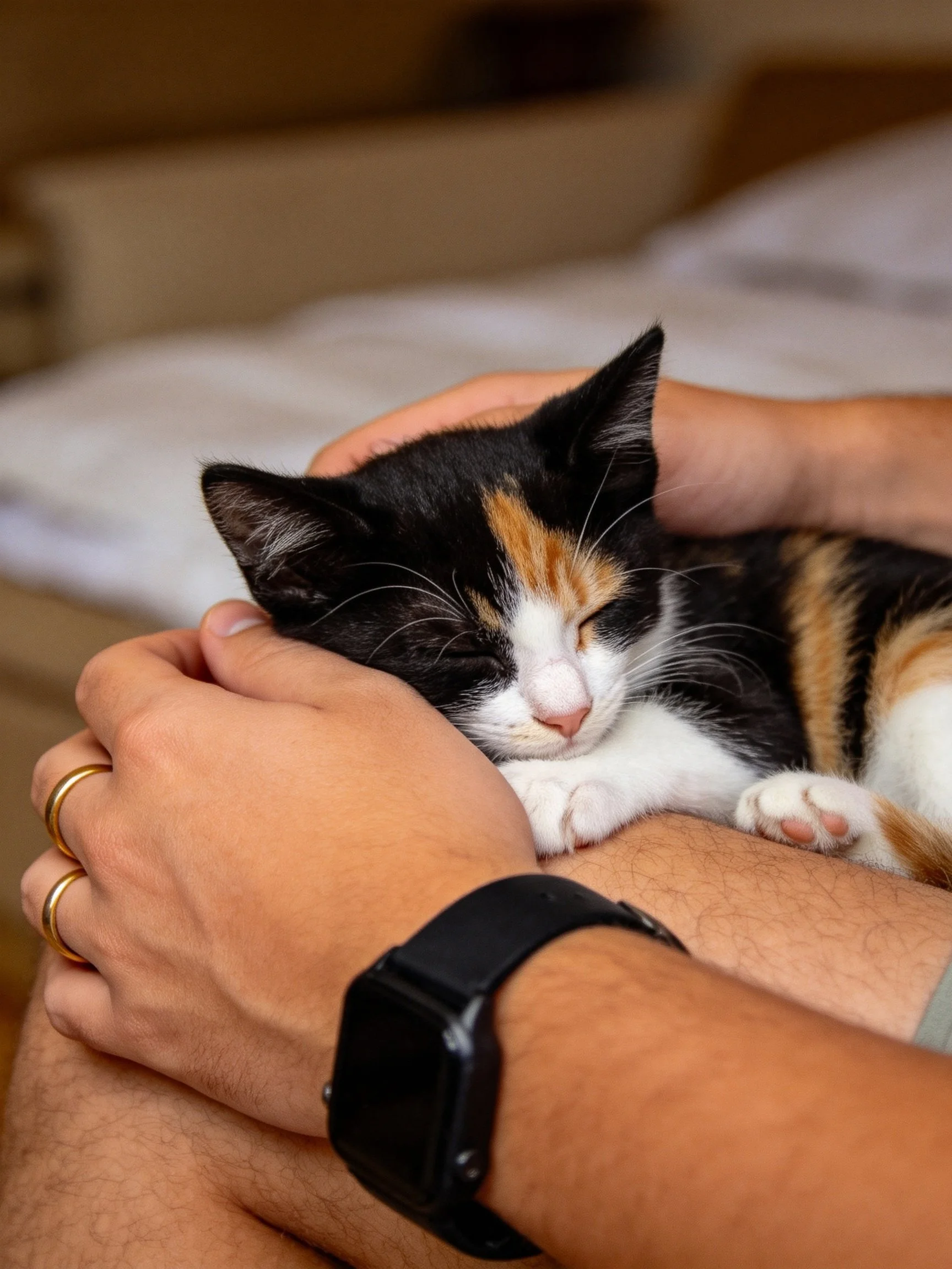 A calico kitten sleeps in gentle hands