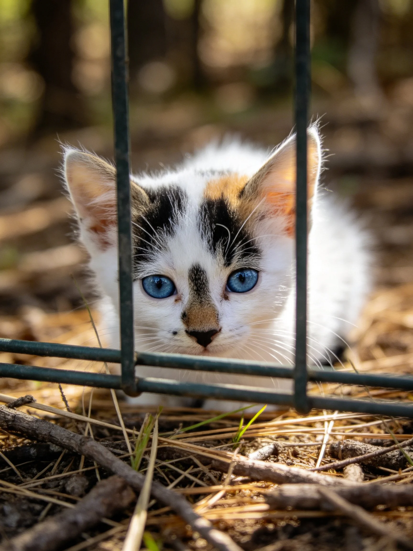 A calico kitten with blue eyes looks through metal bars in an outdoor setting.