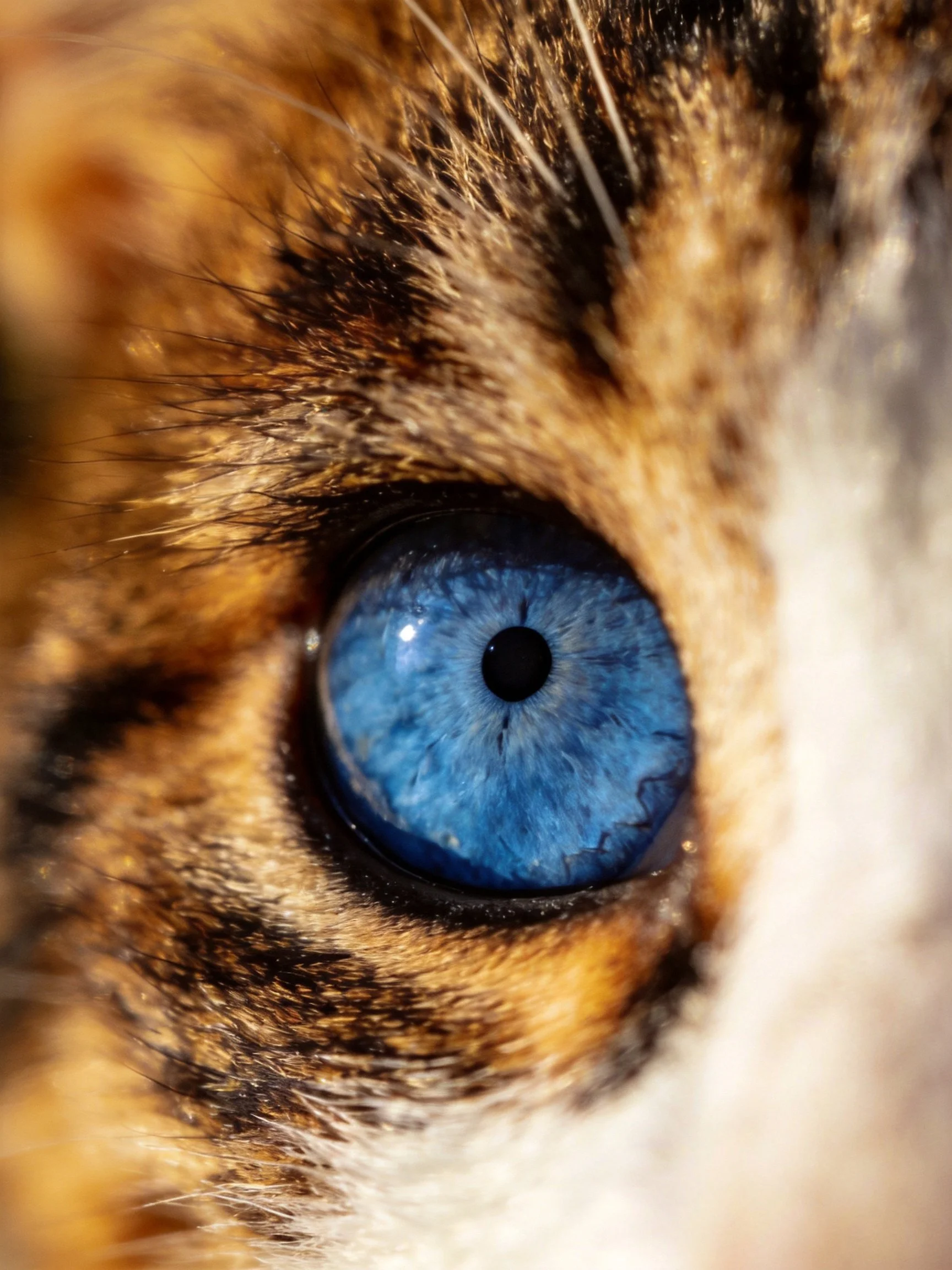 A cats vivid blue eye with brown and black spotted fur