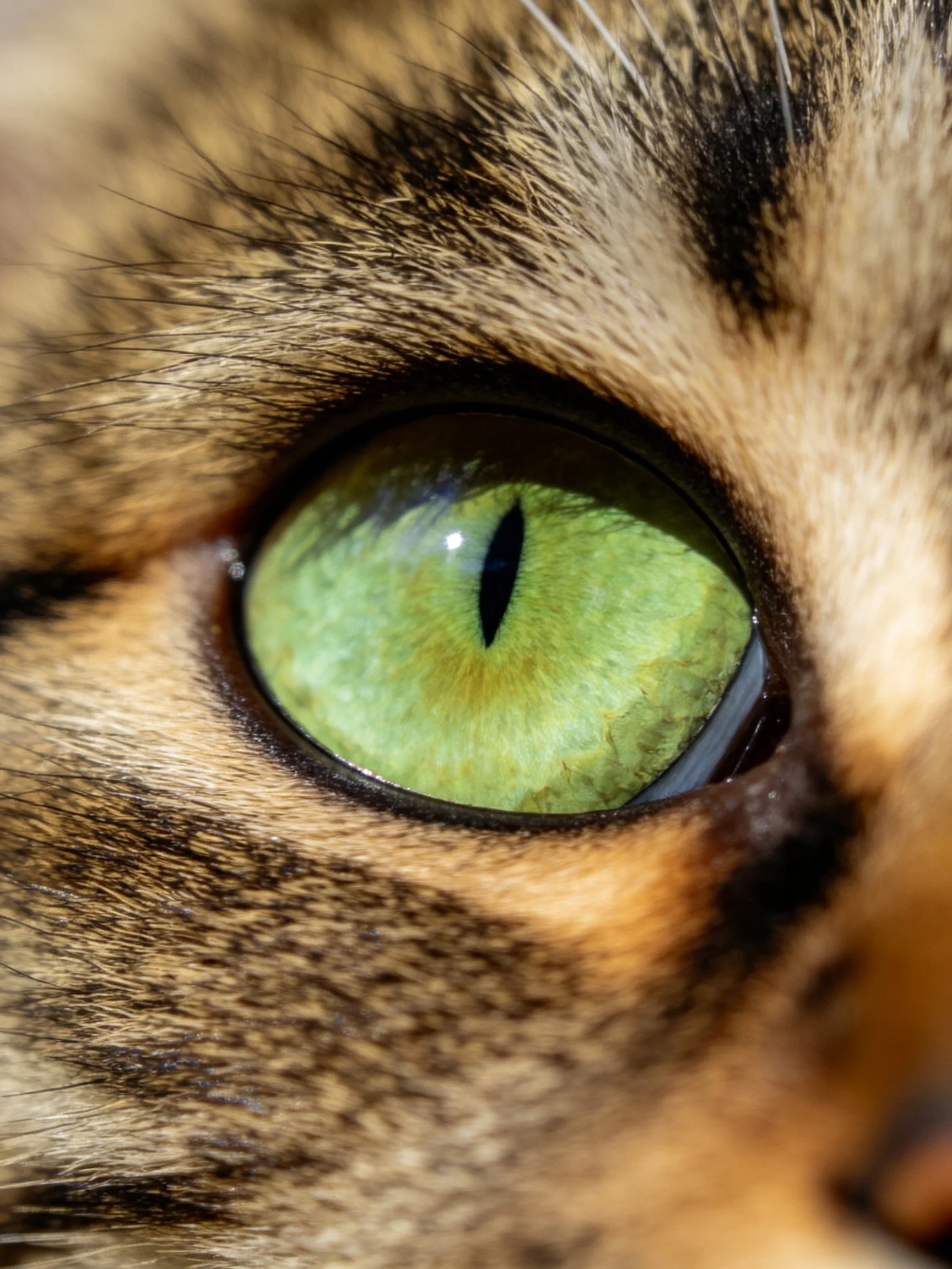 A cats vivid green eye with striped fur surroundings