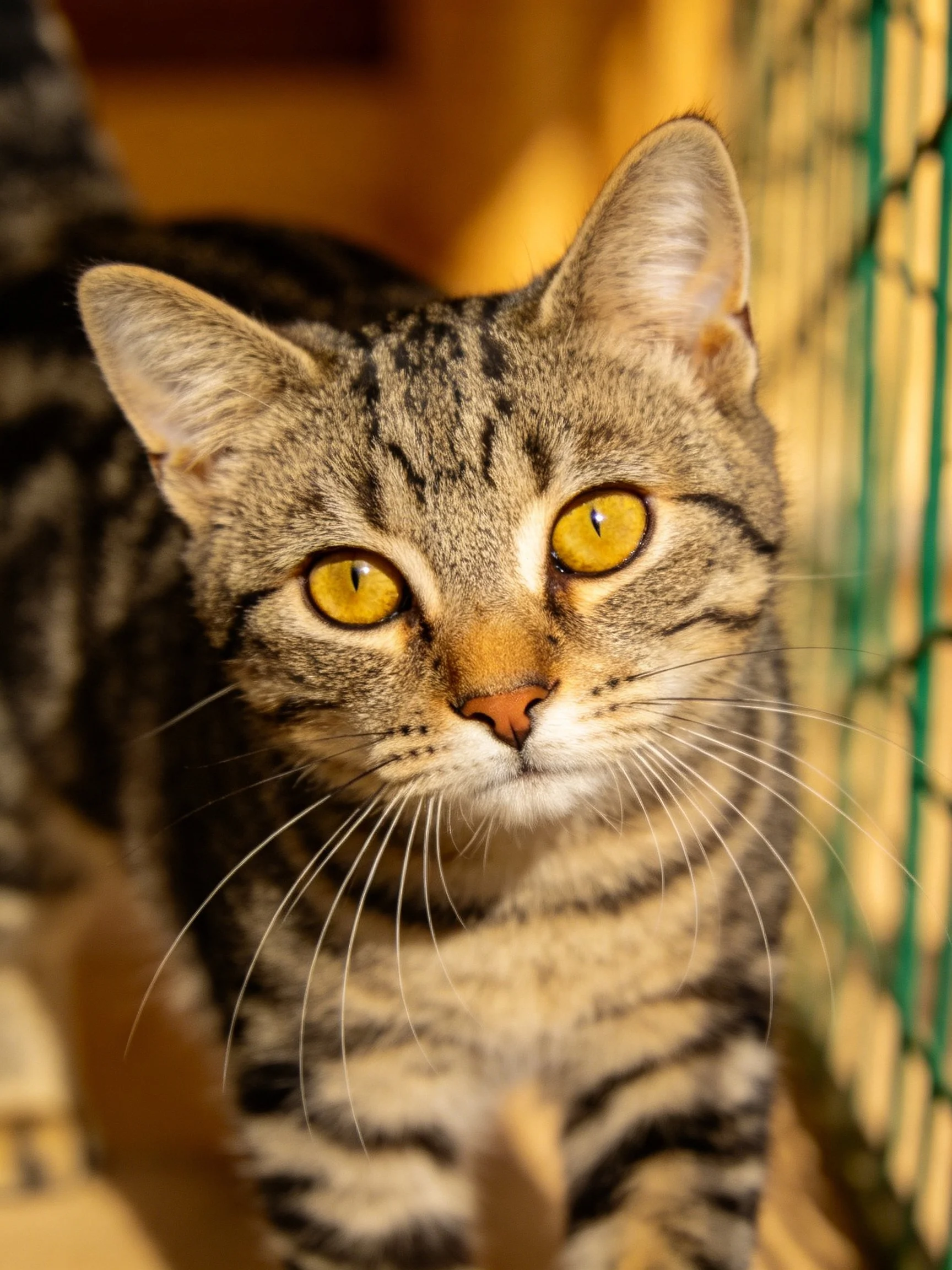A close - up of a brown tabby cat with bright yellow eyes