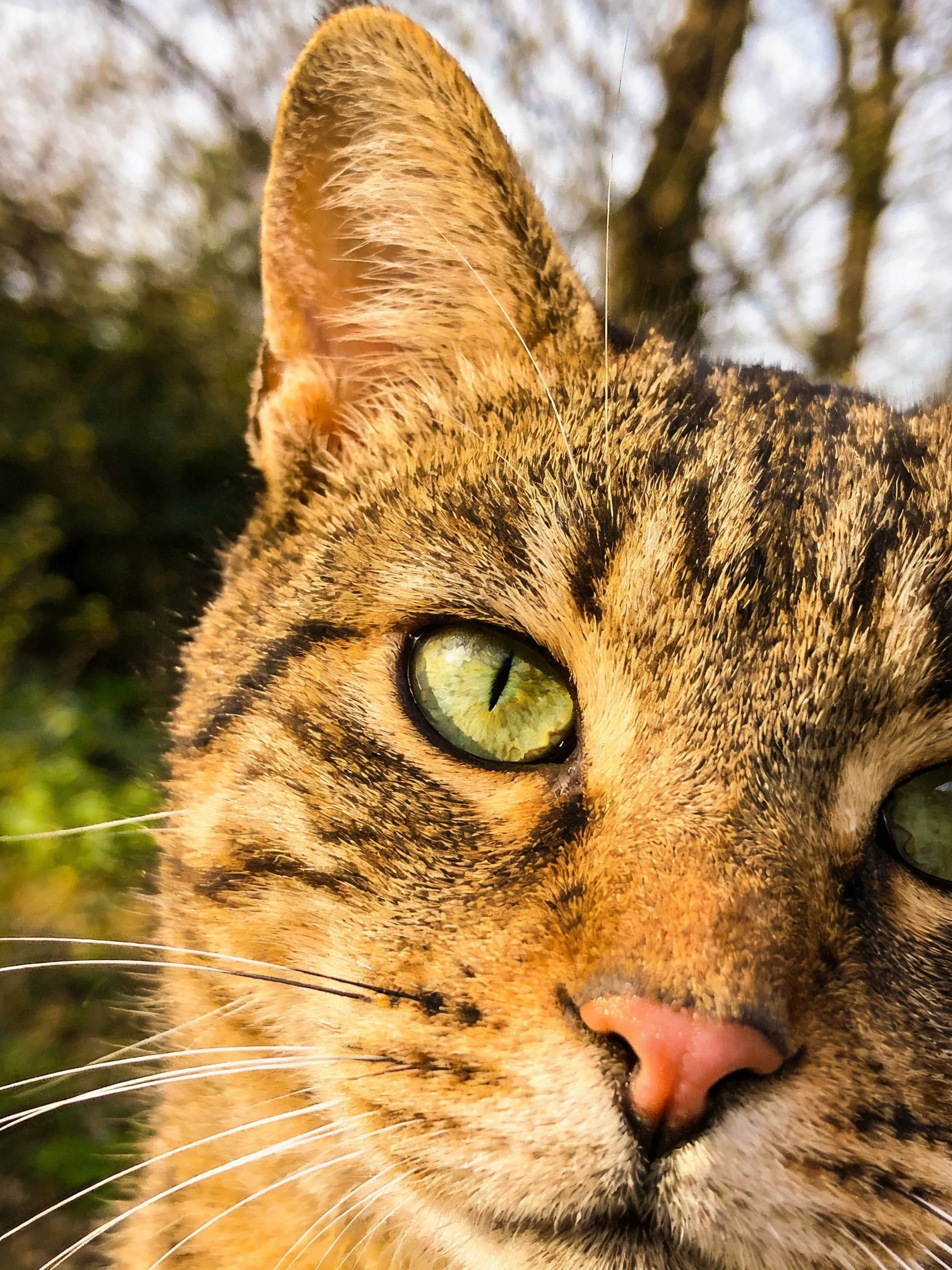 A close - up of a brown tabby cat with brightgreen eyes