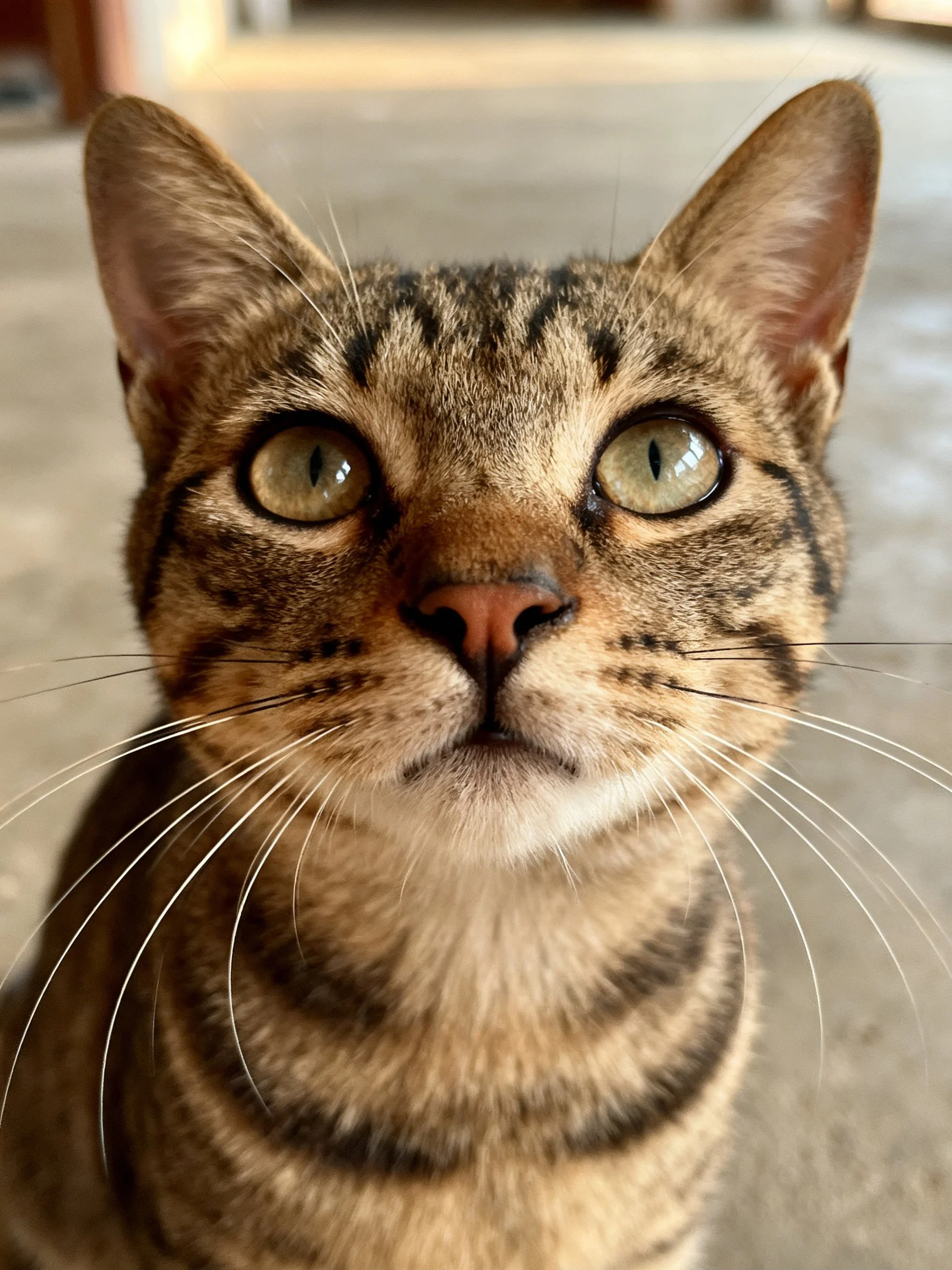A close - up of a brown tabby cat with striking green eyes