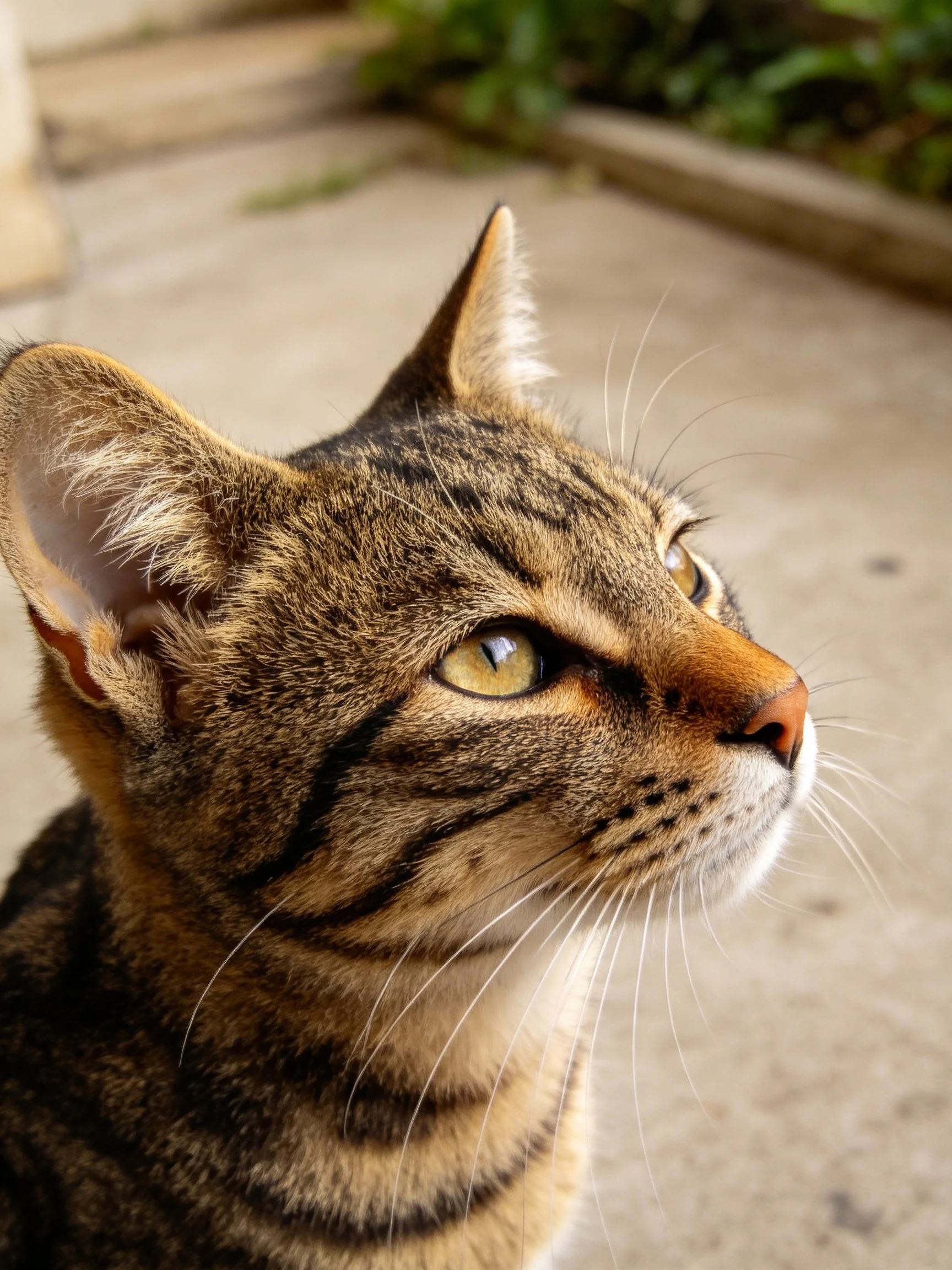A close - up of a brown tabby cat with yellow eyes gazing upward