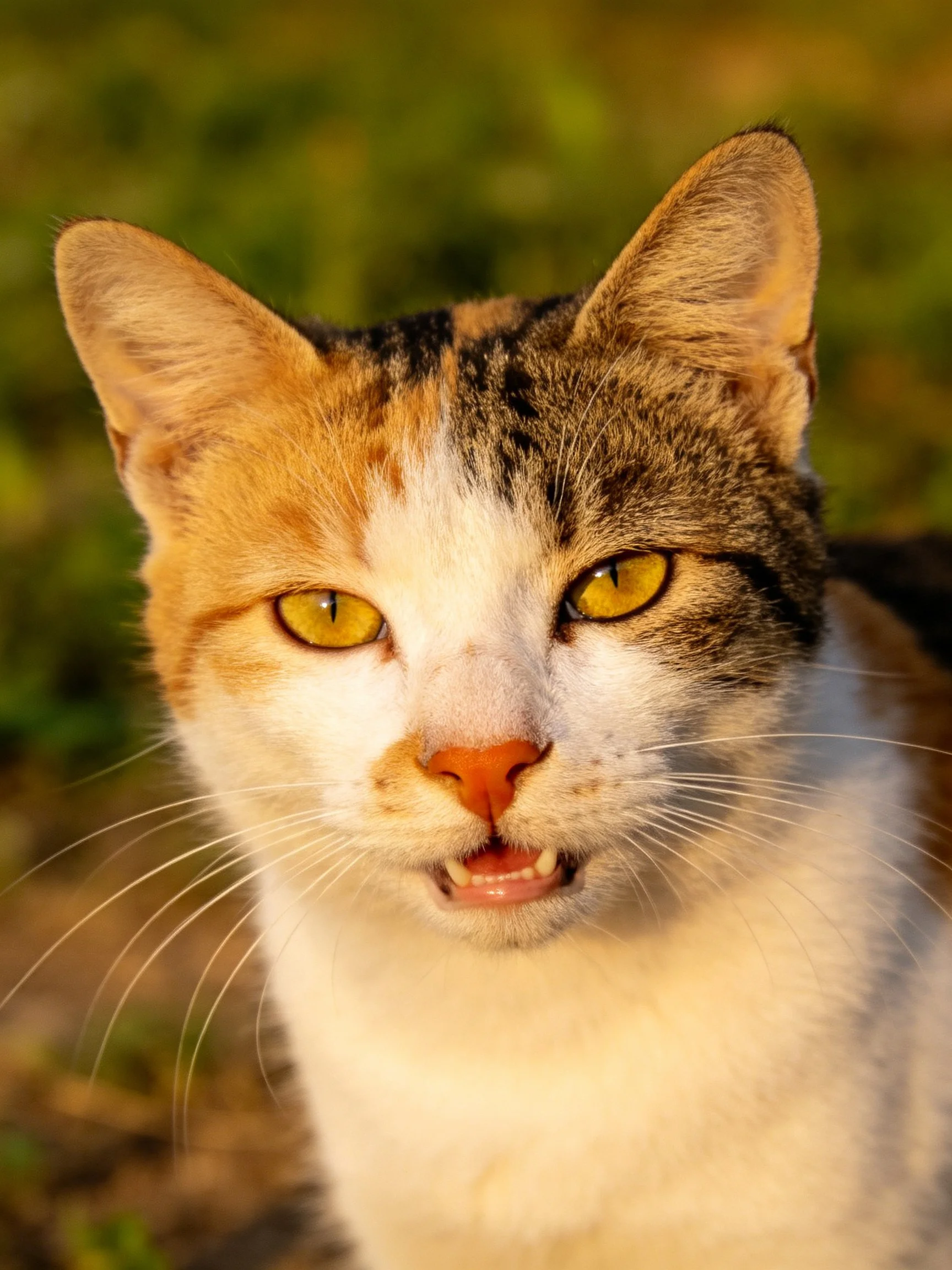 A calico cat with bright yellow eyes is photographed up close outdoors.