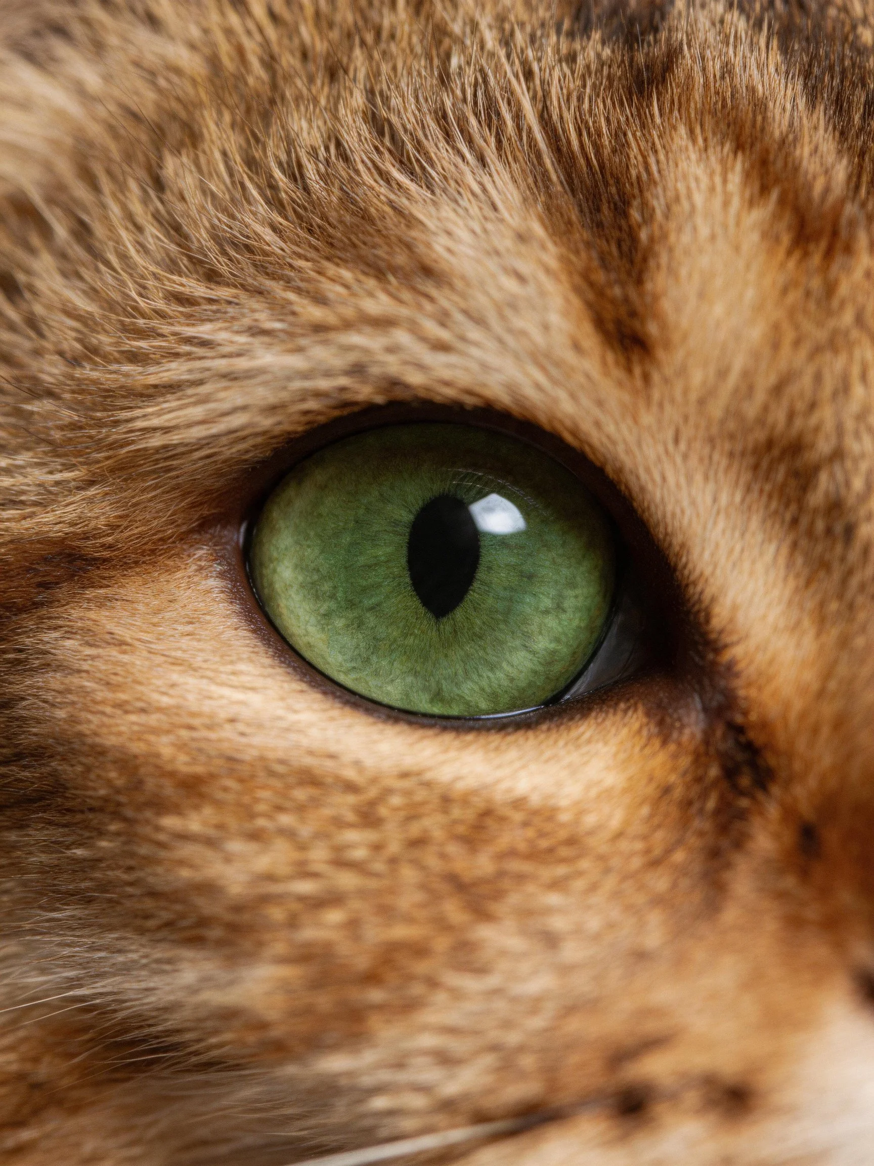 Close - up of a cat’s green eye with striped brown fur.