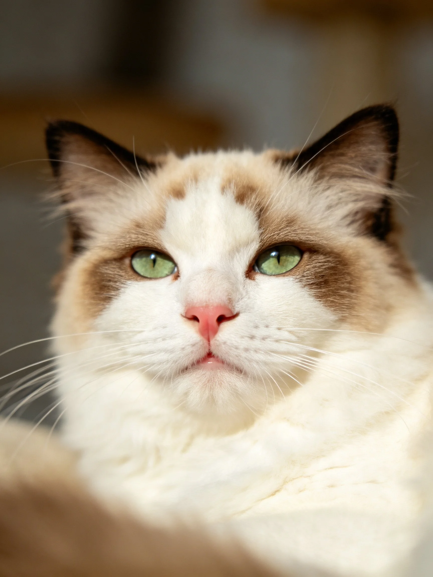 A close - up of a cream and brown cat with bright green eyes