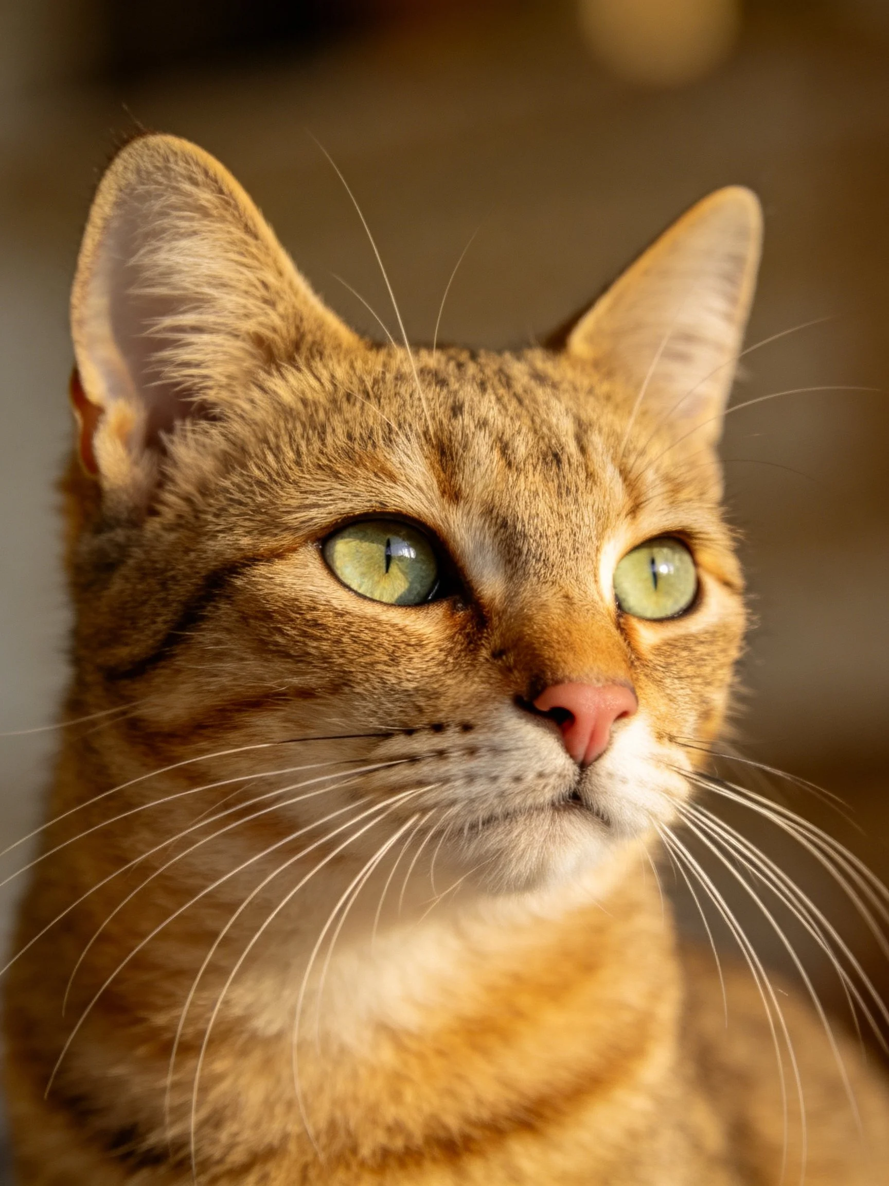 A golden - brown tabby cat gazes thoughtfully with green eyes.