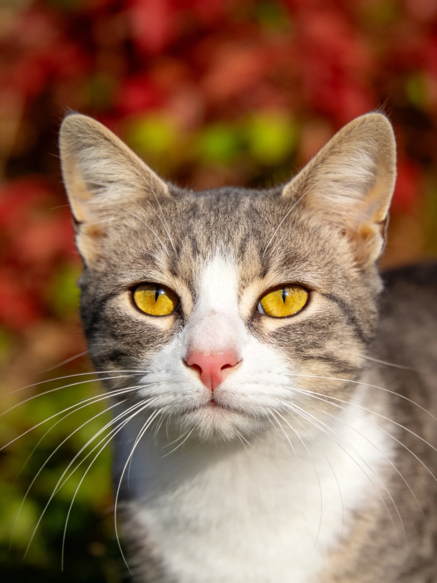 A gray and white cat with bright yellow eyes is centered against a blurred, colorful backdrop.