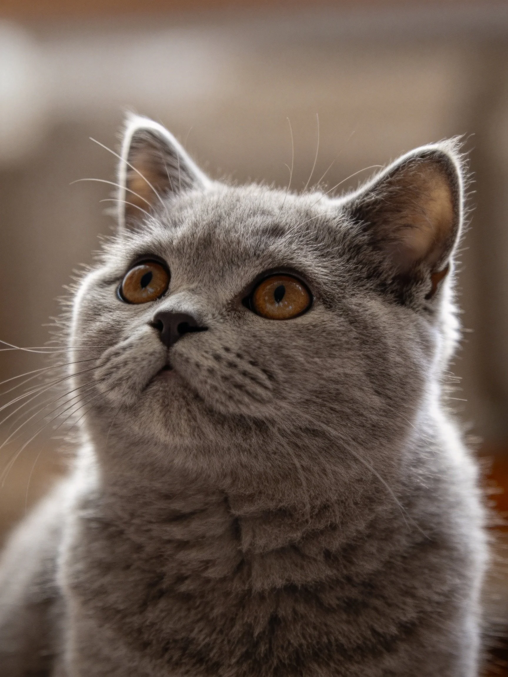 A close-up of a gray cat with amber eyes