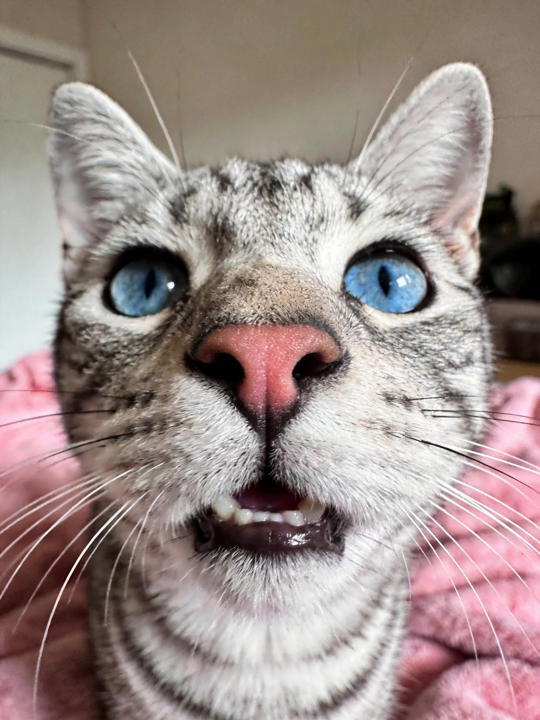 A gray tabby cat with bright blue eyes is photographed closely.
