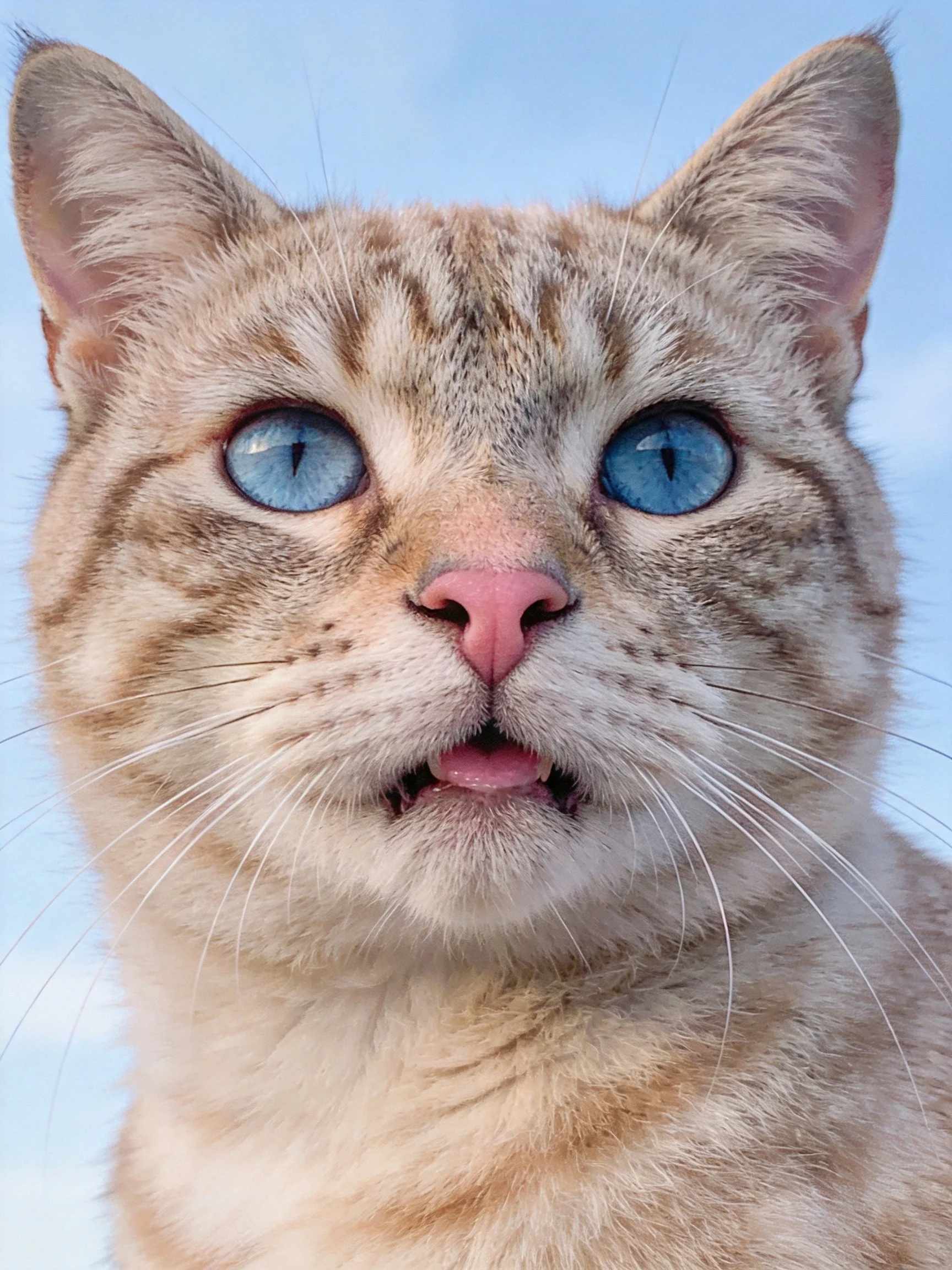 A close - up of a light brown tabby cat with bright blue eyes