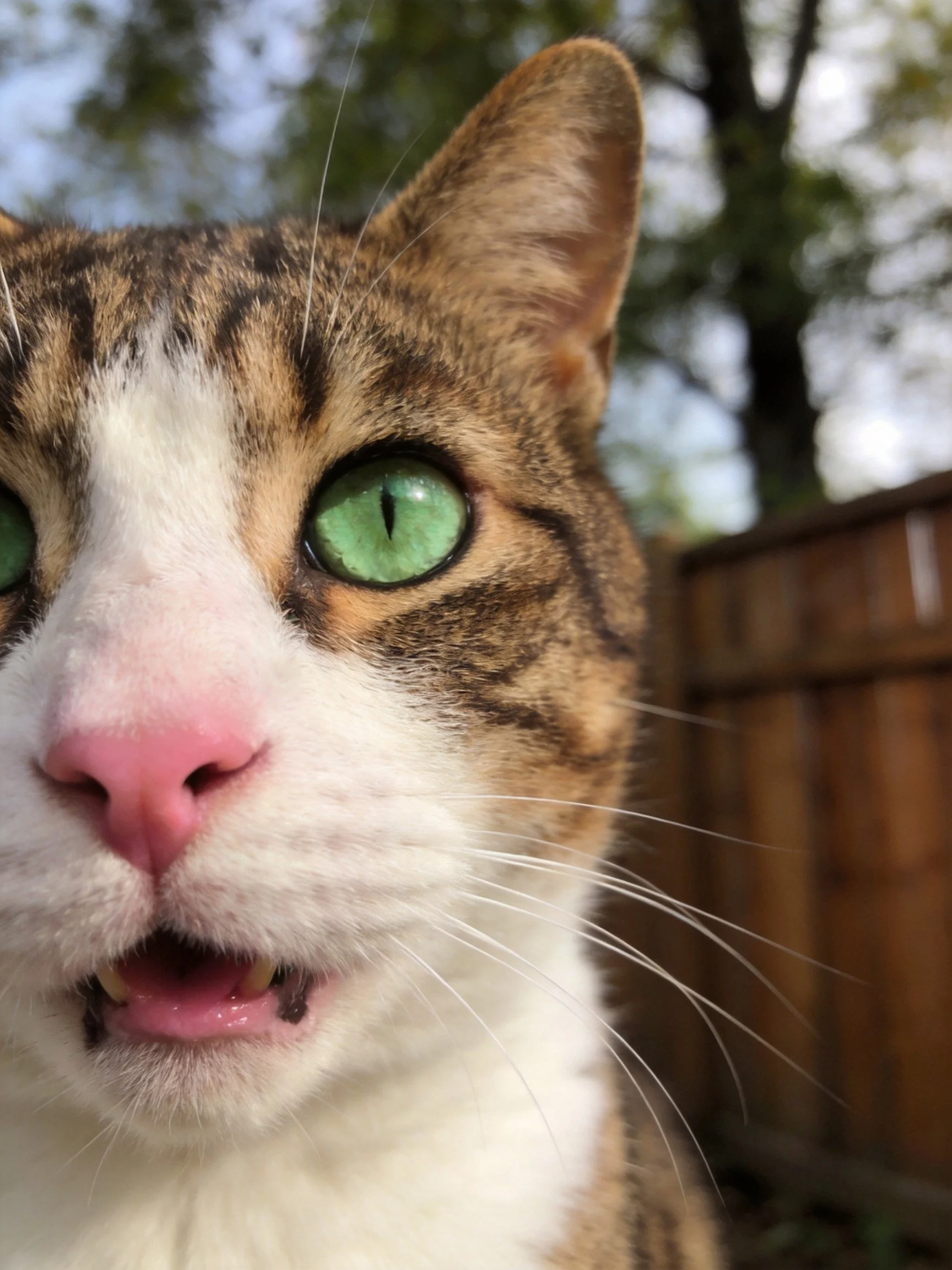 A close - up shows a tabby and white cat with bright green eyes near a wooden fence.