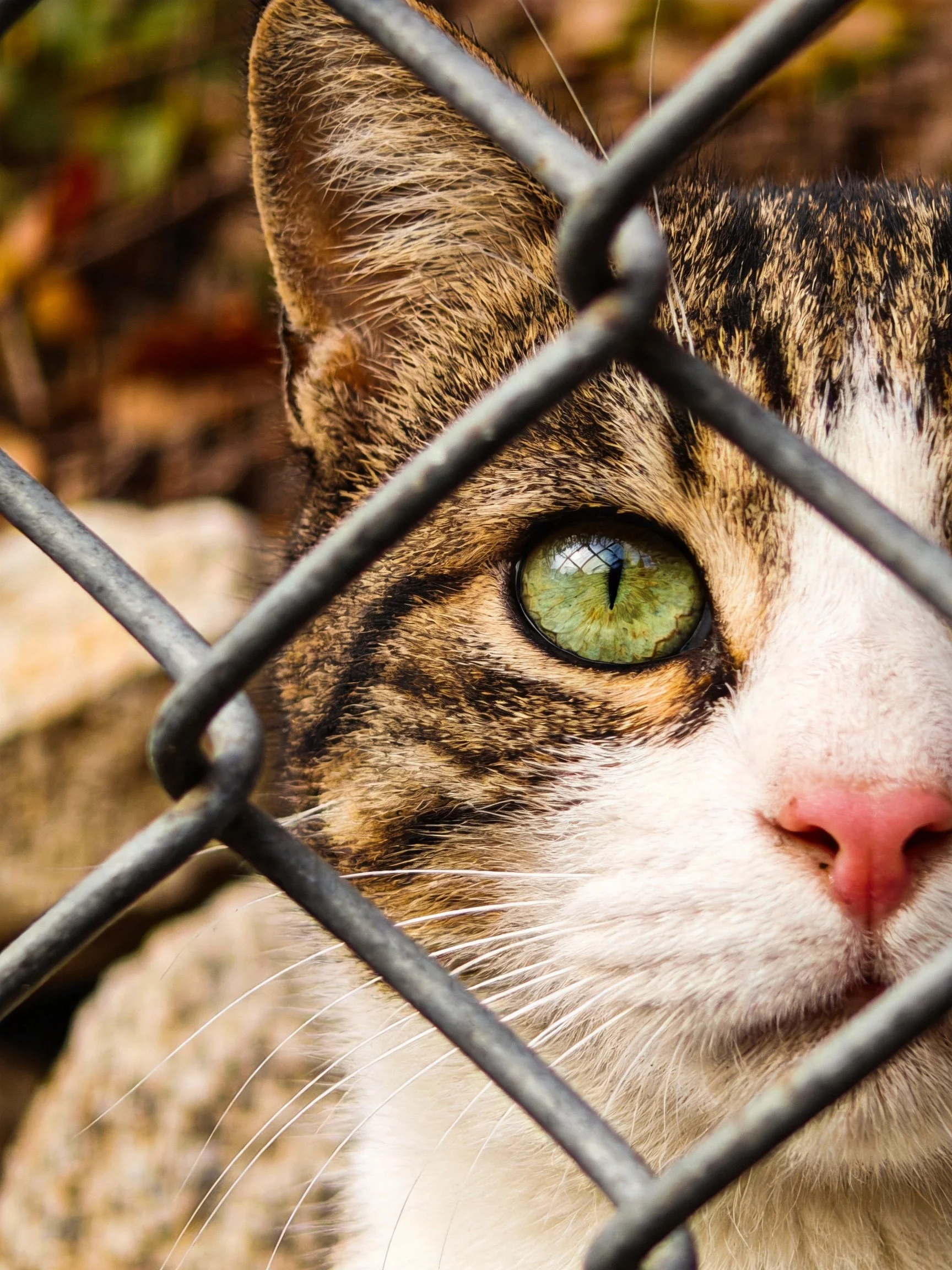 A tabby cat with a green eye peeks through a chain - link fence.