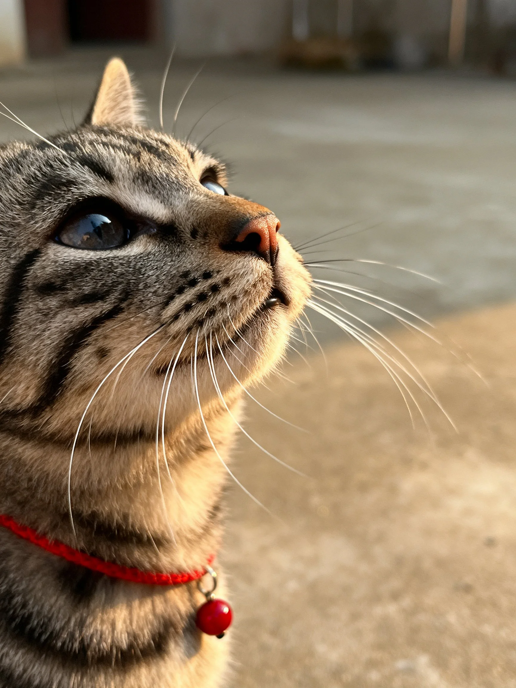 A close - up of a tabby cat with a red collar gazing upward