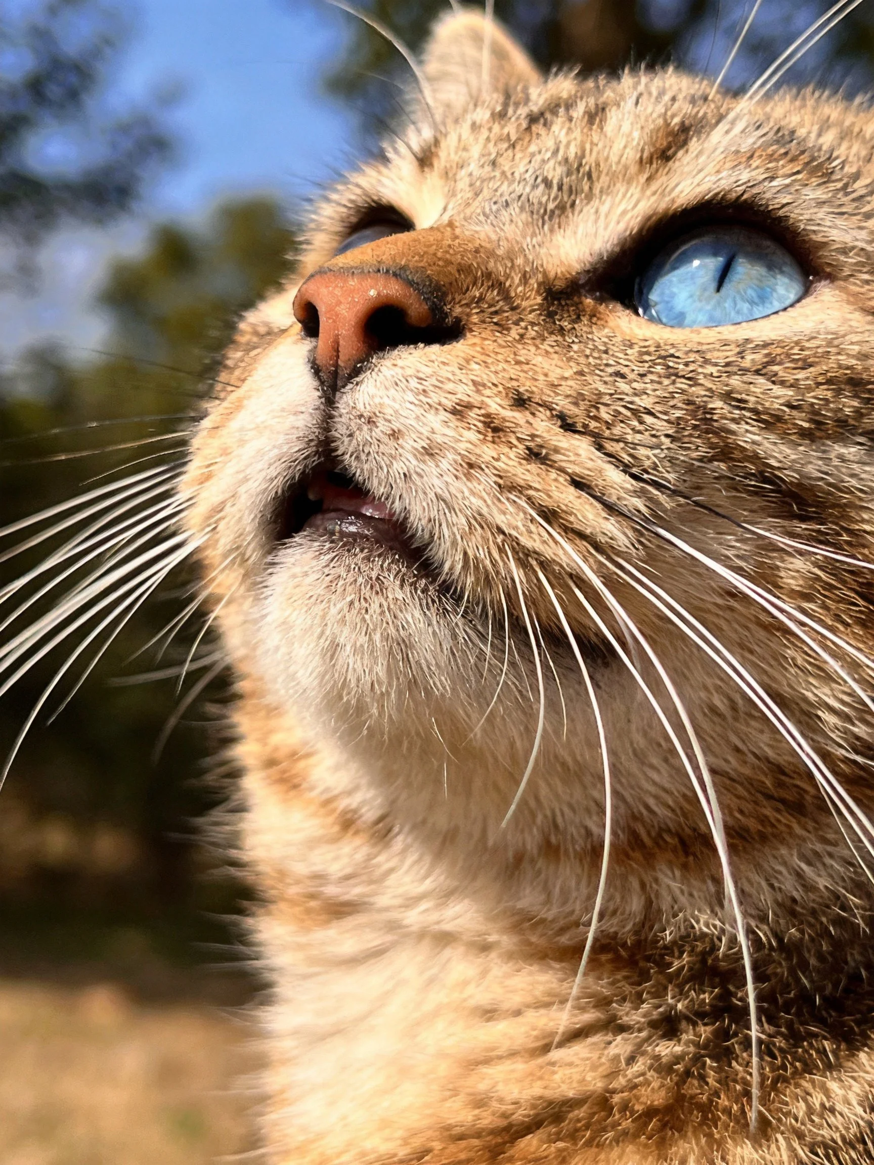 A close - up of a tabby cat with blue eyes in an outdoor setting