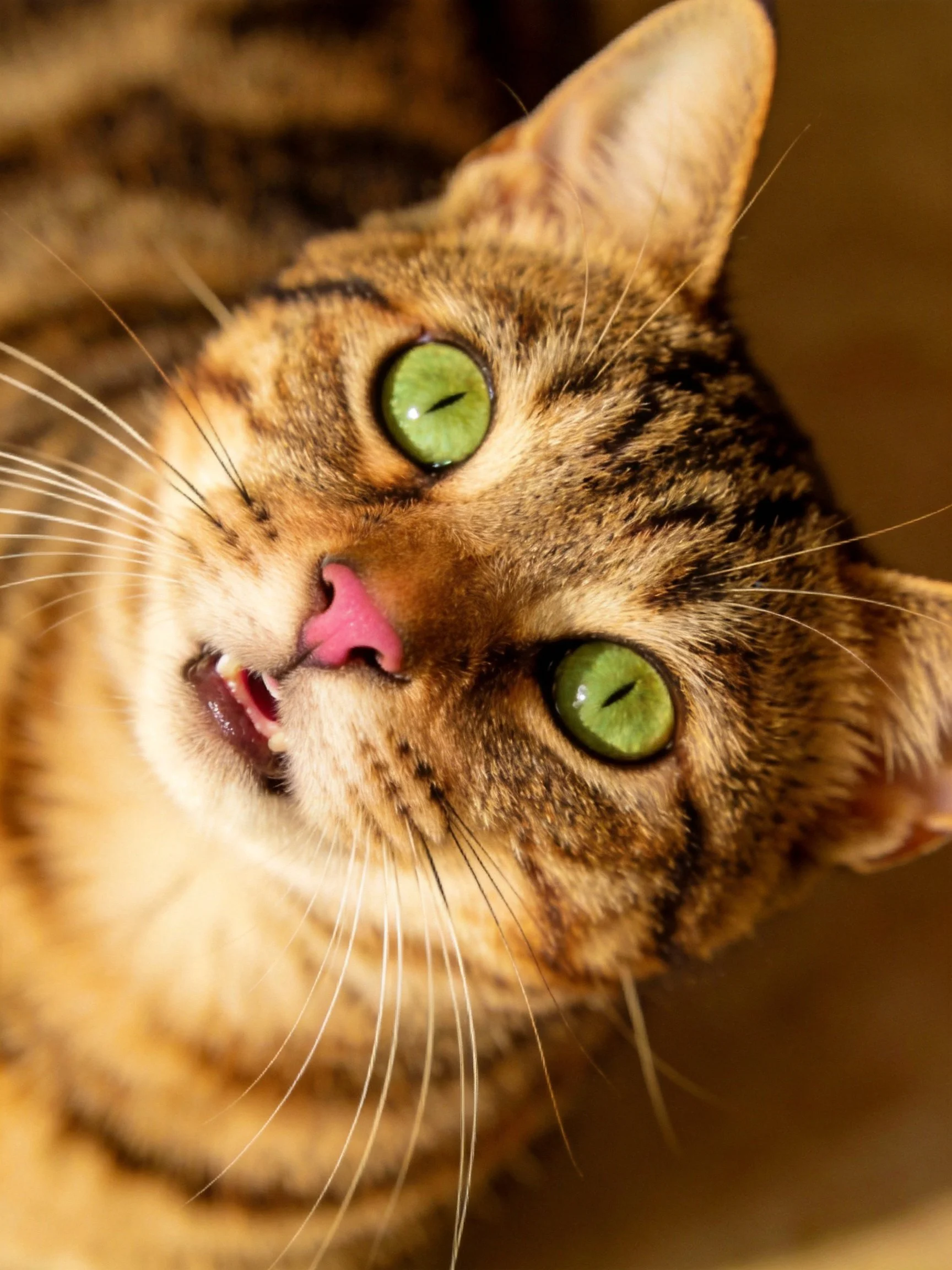 A close-up shows a tabby cat with bright green eyes gazing upward.