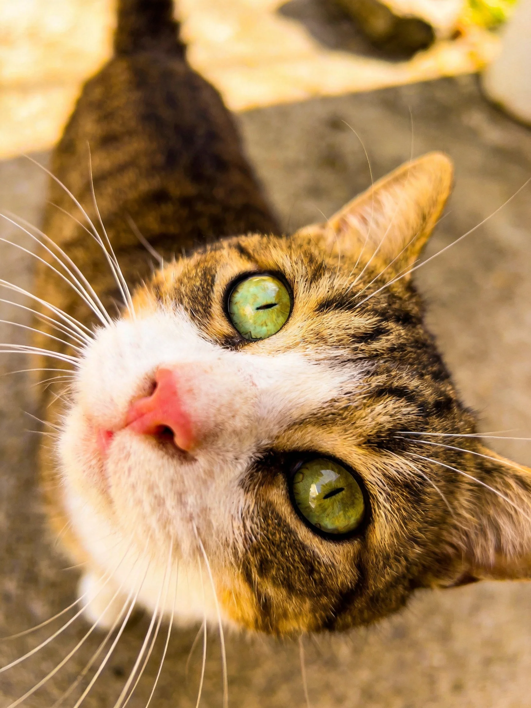 A tabby cat with green eyes and white markings gazes upward.