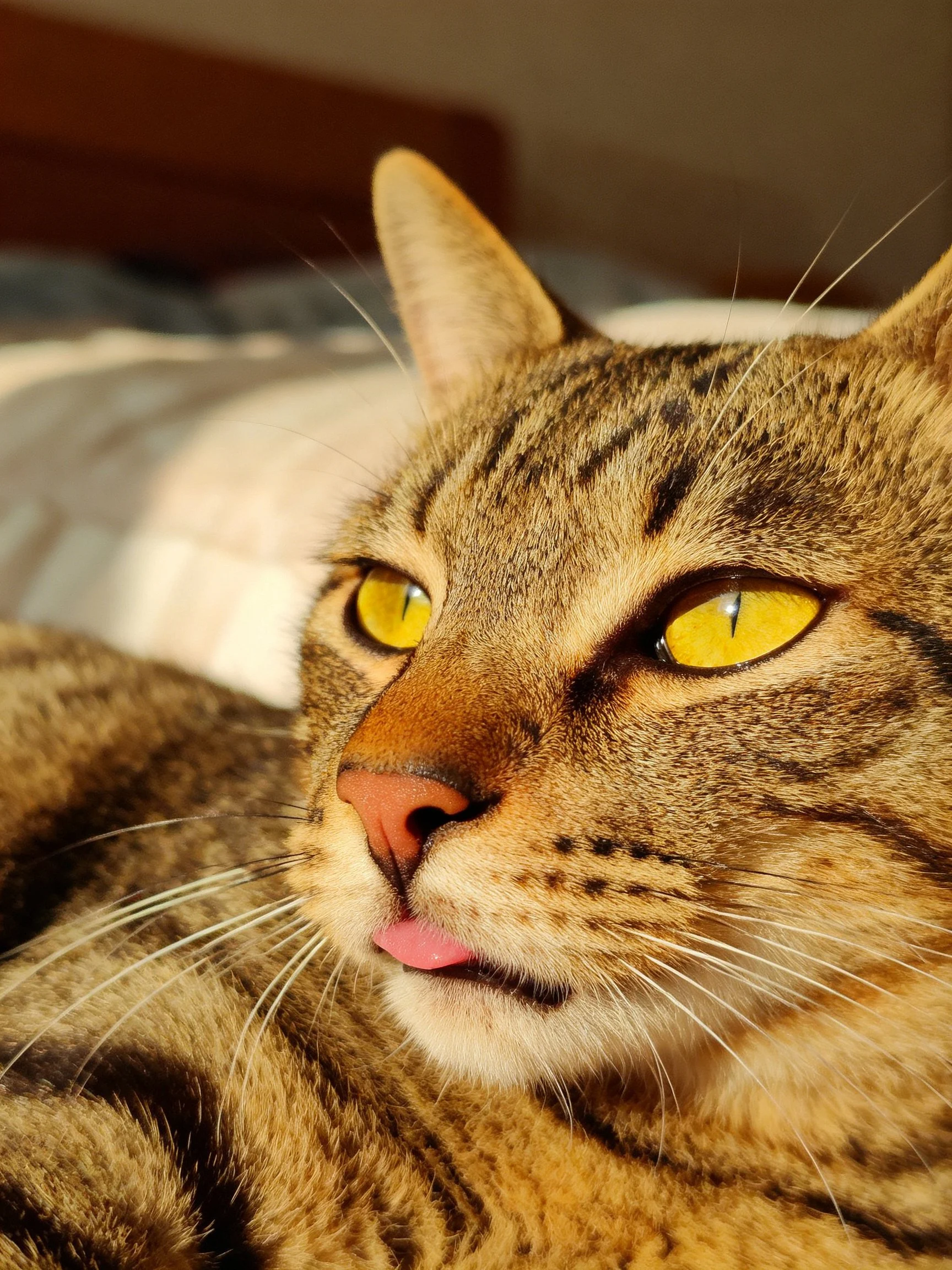 A tabby cat with bright yellow eyes rests on a bed in an indoor setting.