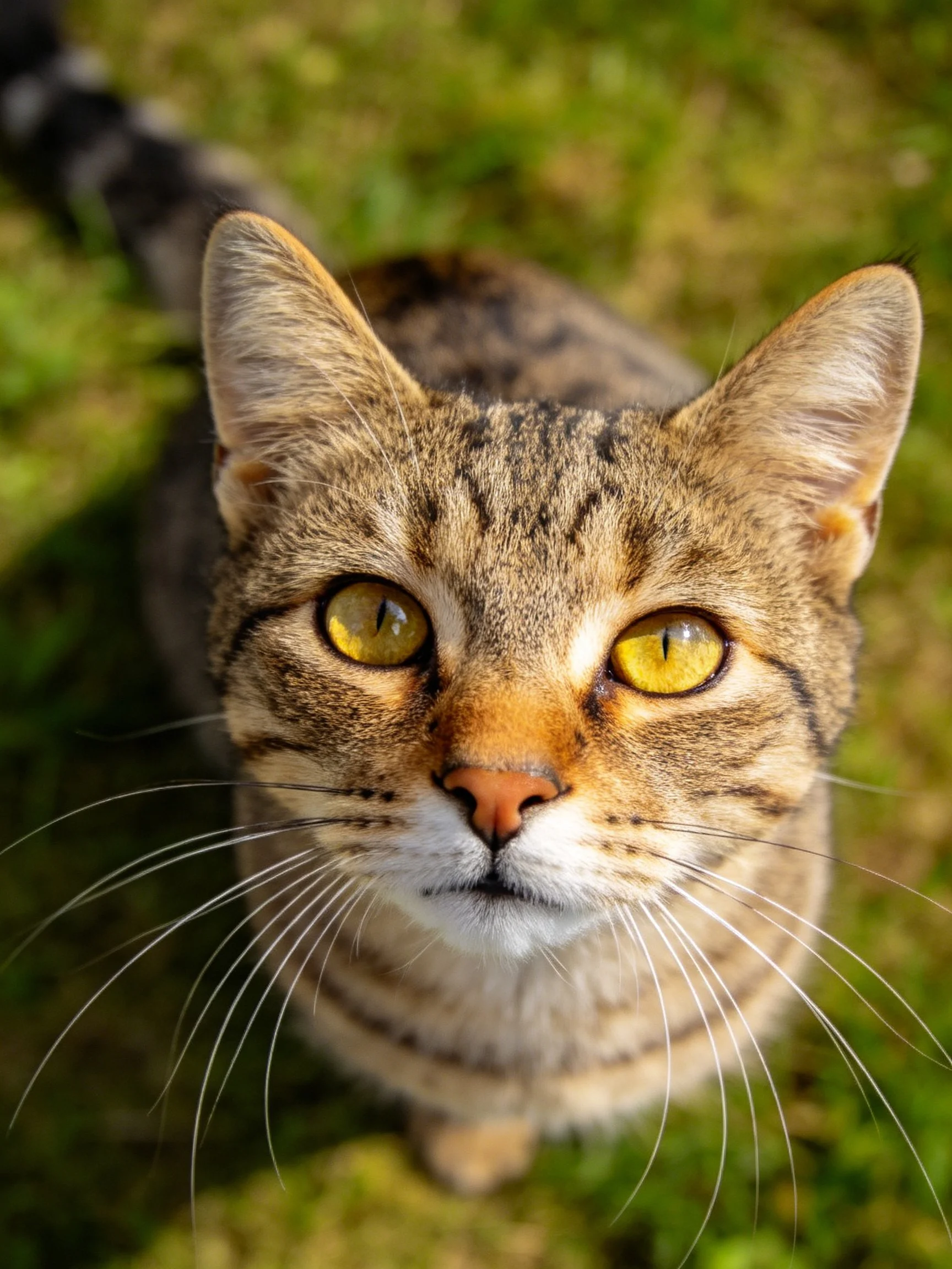 A tabby cat with bright yellow eyes looks upward near a blurred green area.