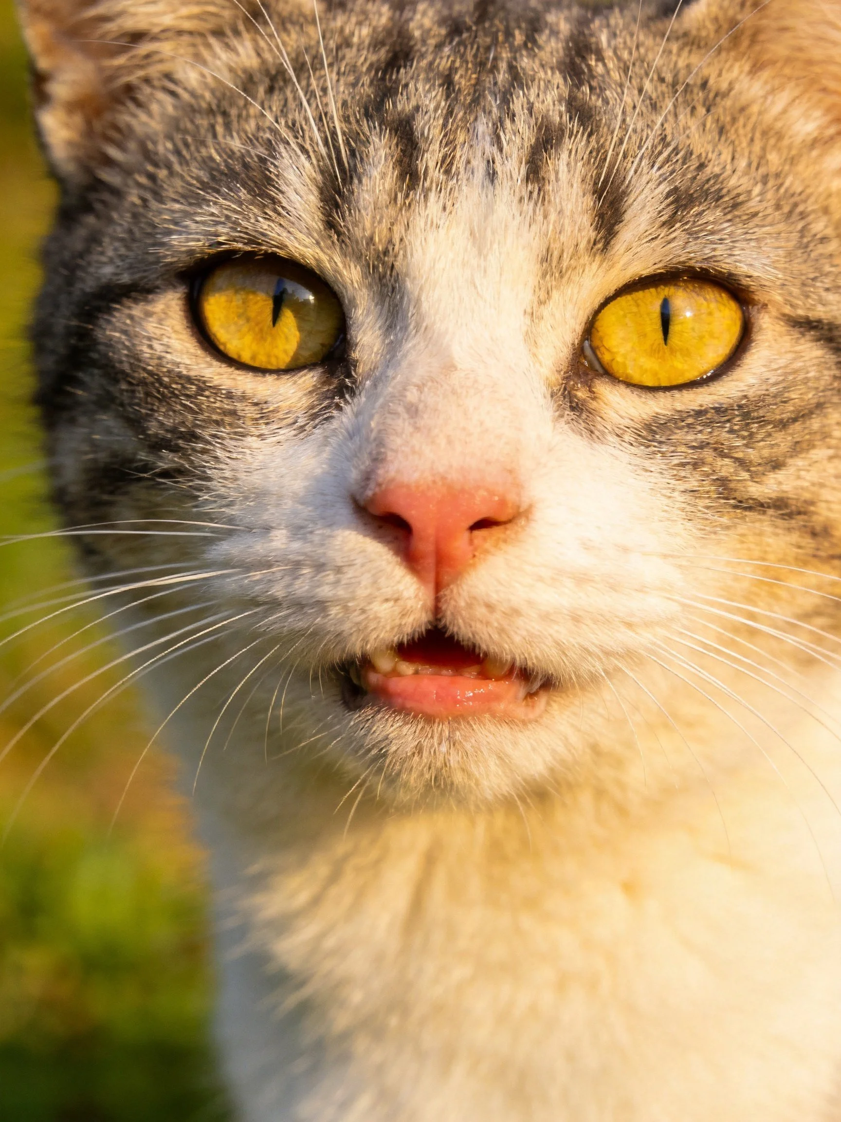 A tabby cat with bright yellow eyes is featured in a close - up.